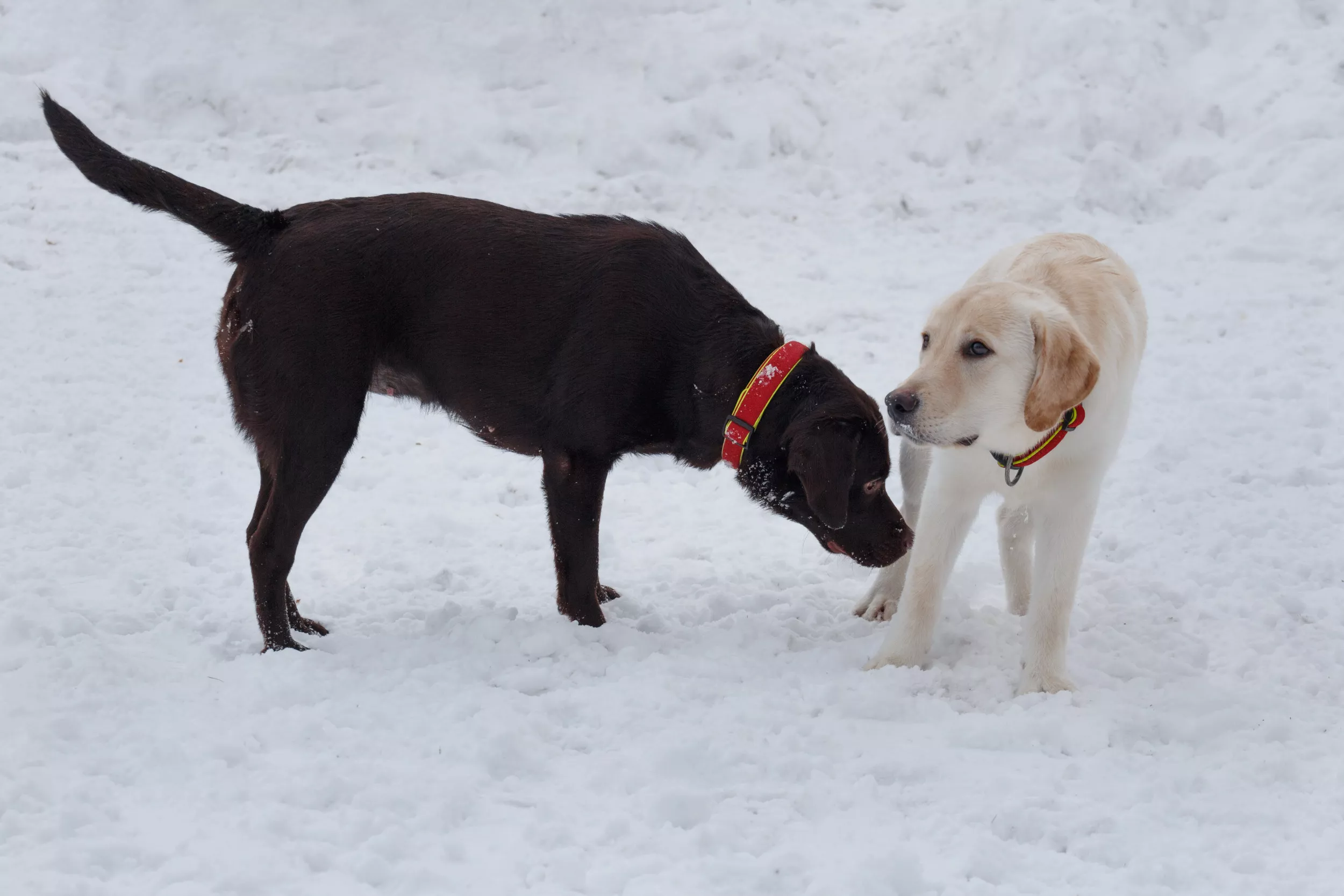 Two Labradors Who 'Love Everyone and Everything' Find Surprising Nemesis - Vimarsana News