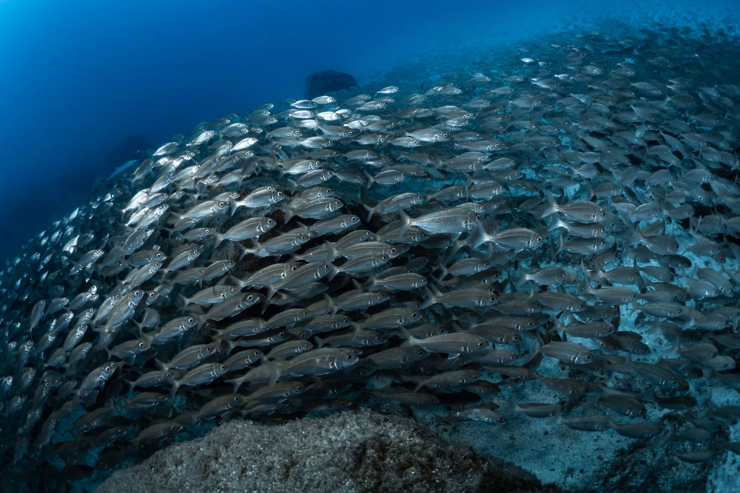 North Atlantic Fish Stocks Could Halve Due to 'Hidden Vulnerability' - Vimarsana News
