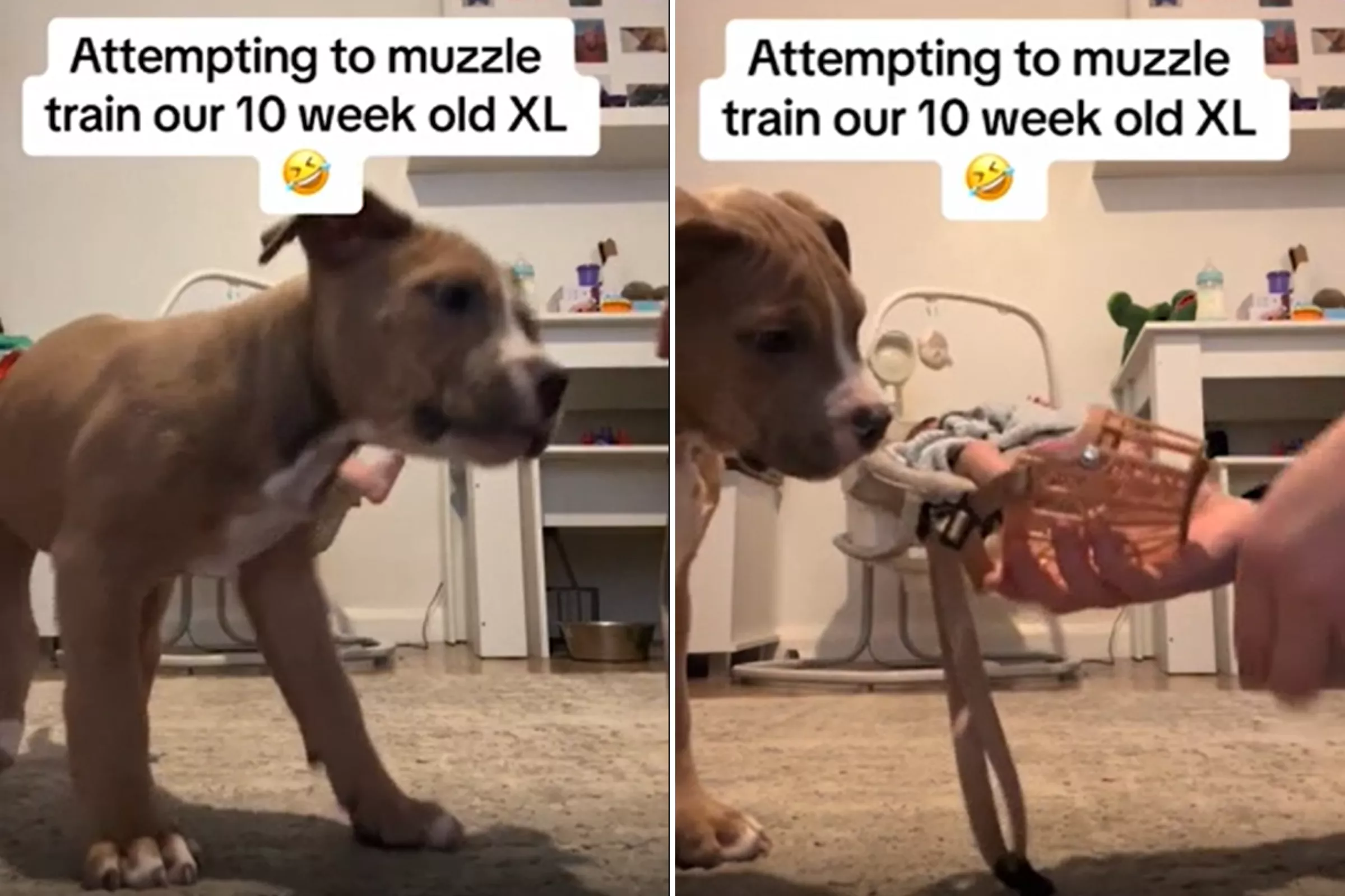 Woman Shows How She Is Muzzle-Training 'Gentle' Weeks-Old Puppy After Ban - Vimarsana News