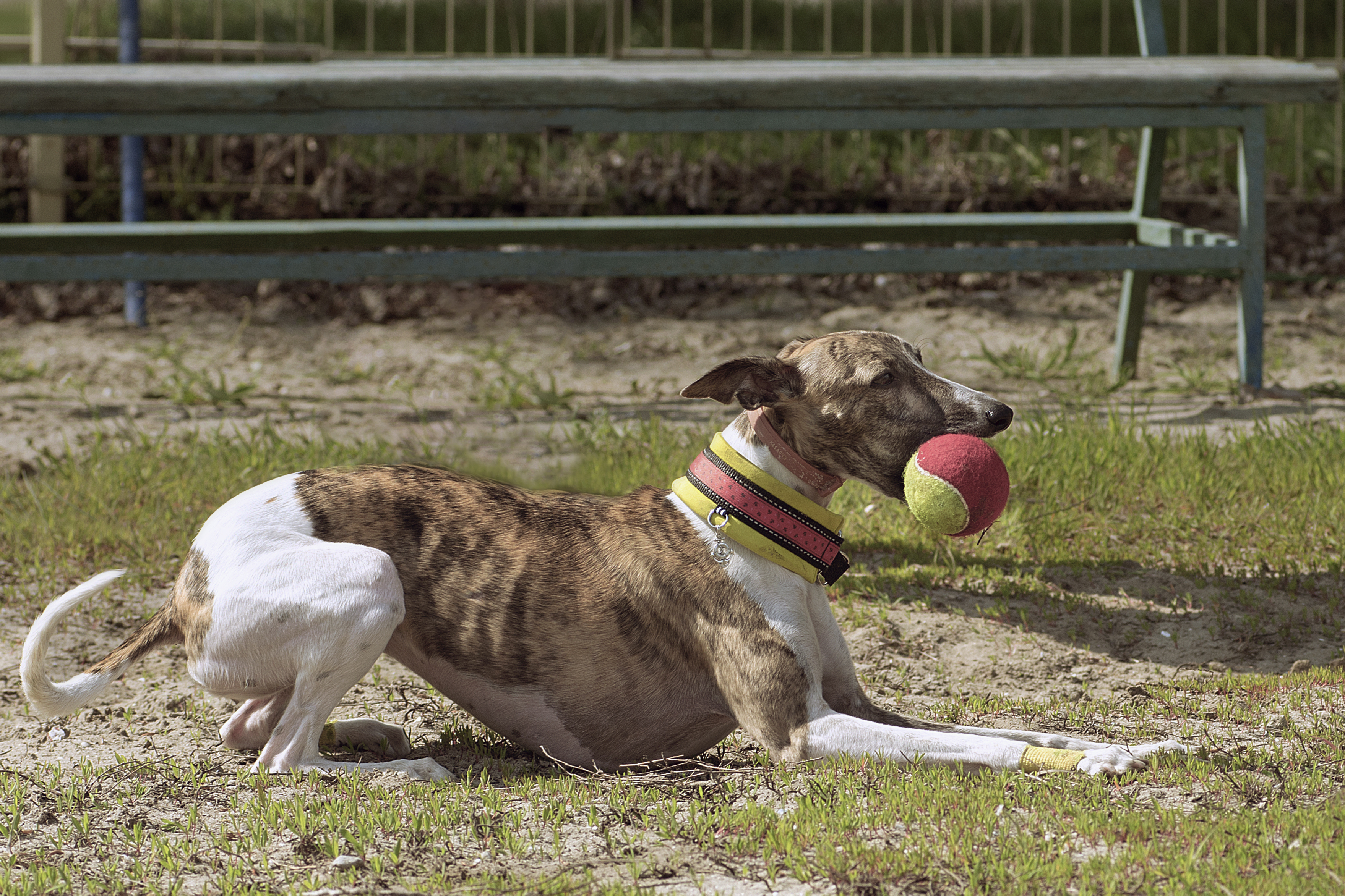 Dog Showing ‘Next Level’ Obsession With Tennis Ball Delights Internet