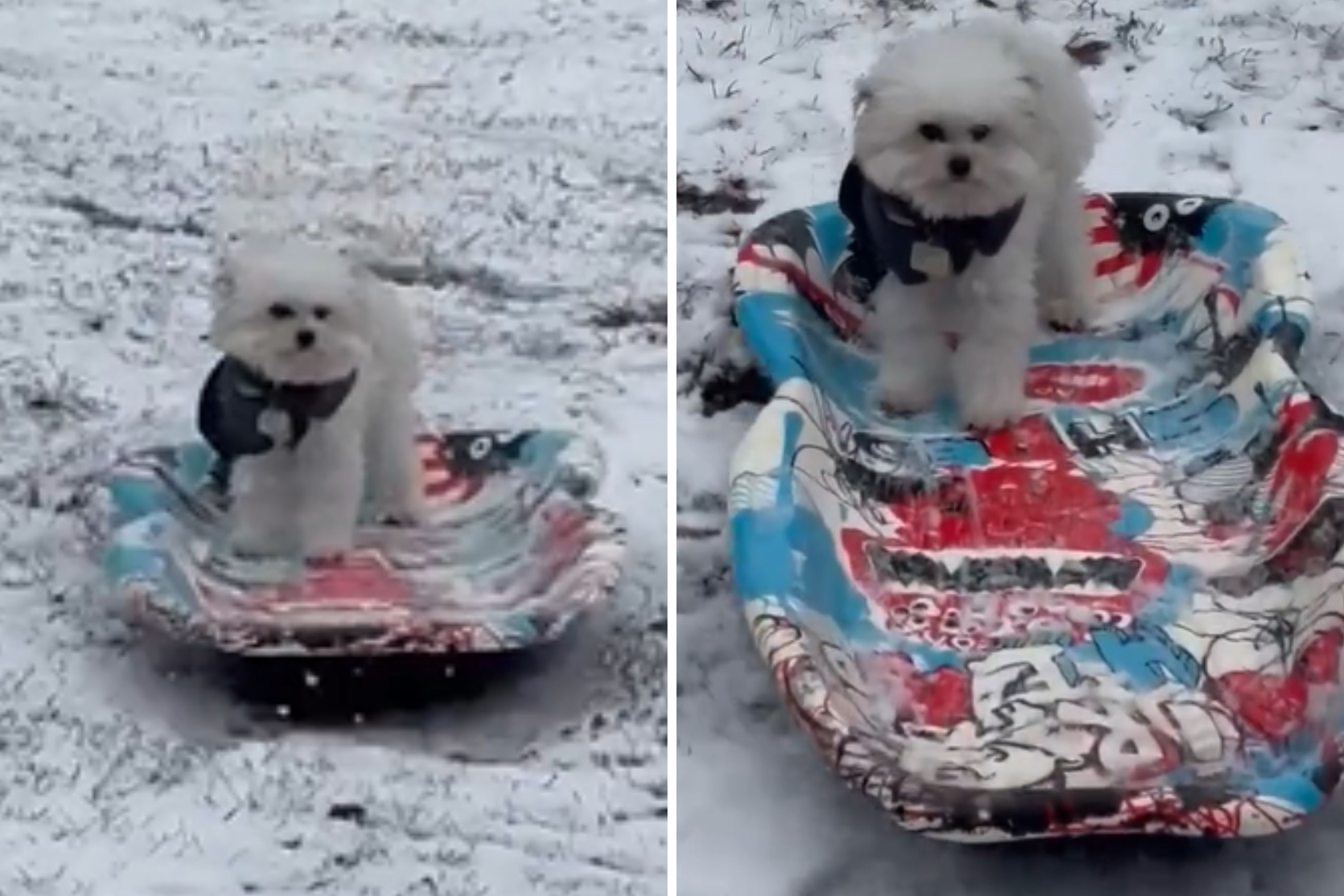 Watch Dog Sledding Like a Pro Amid Tennessee Freeze - Newsweek