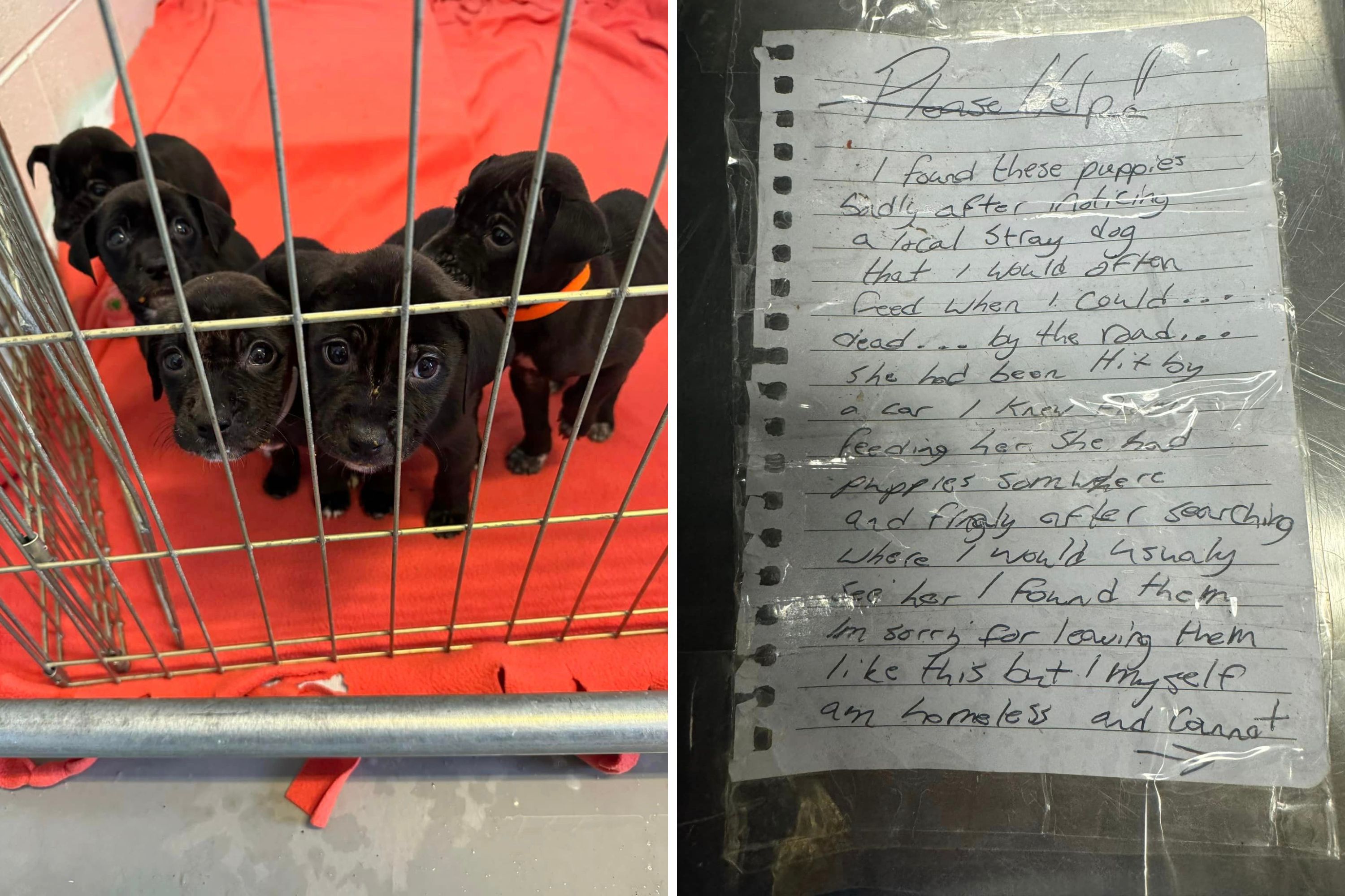 Homeless Man Writes Note Begging Shelter To Help Puppies After Mom Killed Homeless Man Writes Note Begging Shelter To Help Puppies After Mom Killed