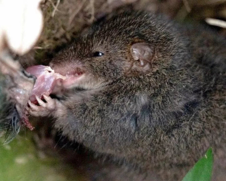 Male Marsupials Cannibalize To Fuel 14-Hour, Death-Inducing Mating Sessions