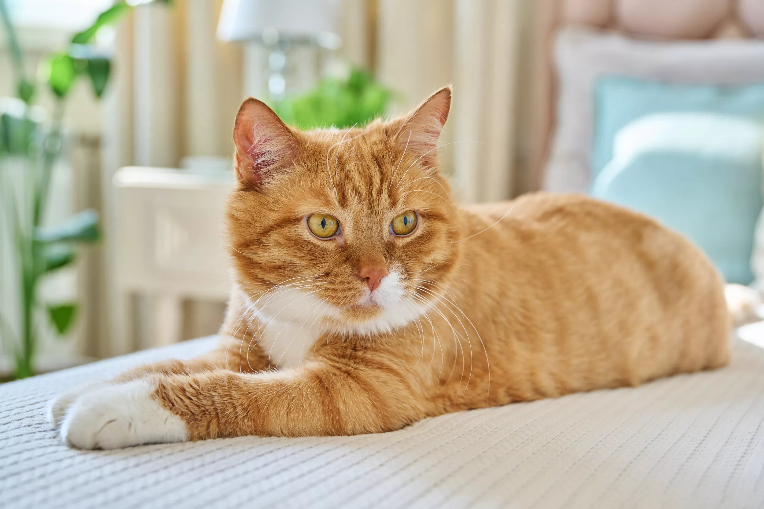 Laughter at How Cat Manages to Cancel Neutering Appointment: 'Proud' - Vimarsana News