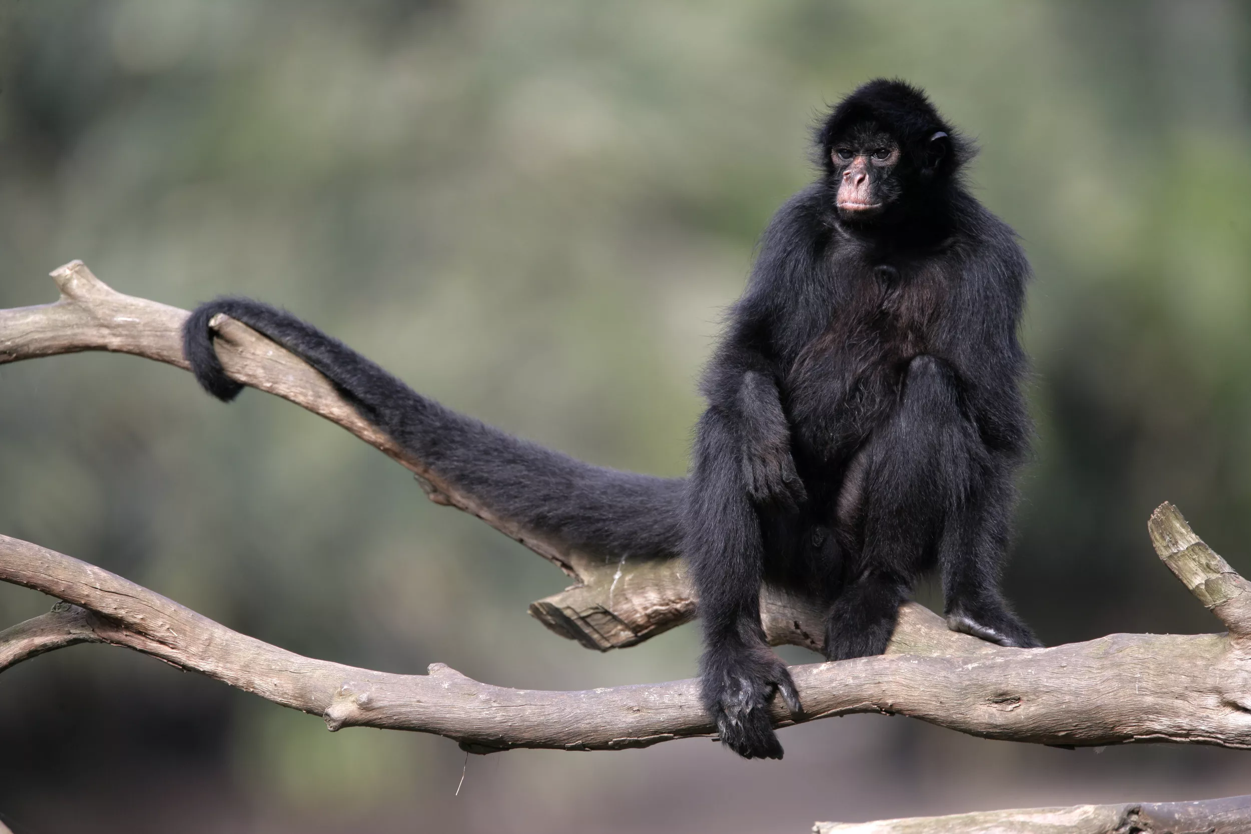Rescuer Tears Up After Monkey Saved 4 Years Ago Recognizes Him - Vimarsana News