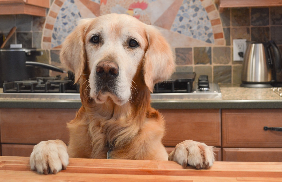 Hilarious golden hot sale retriever