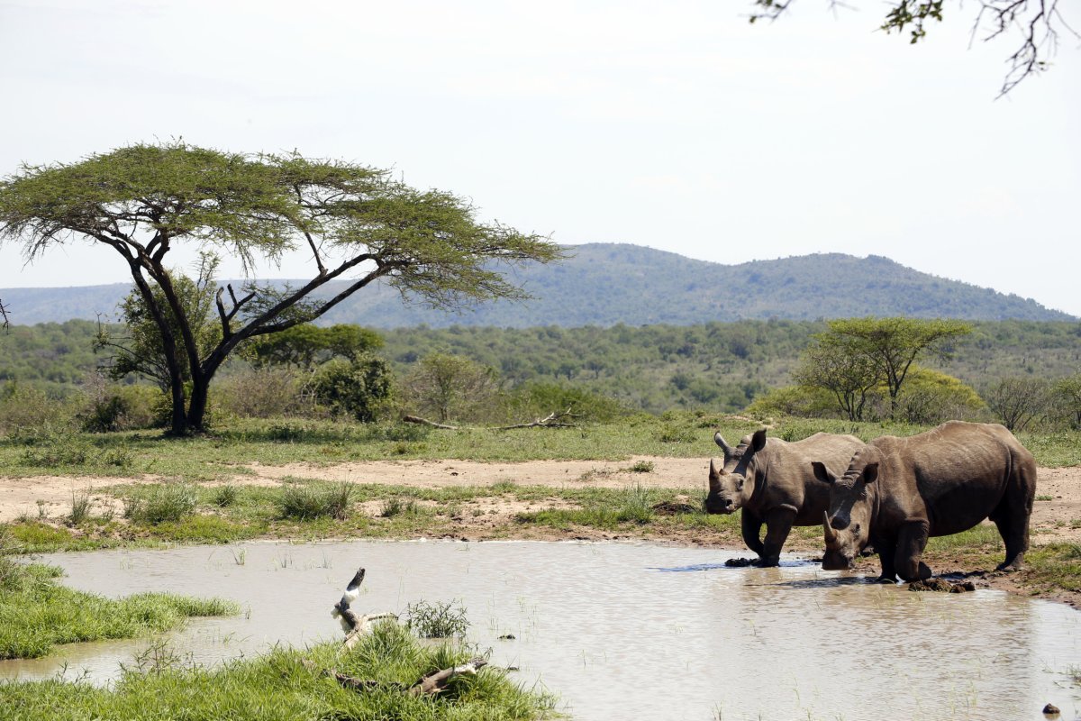 rhinos at waterhole