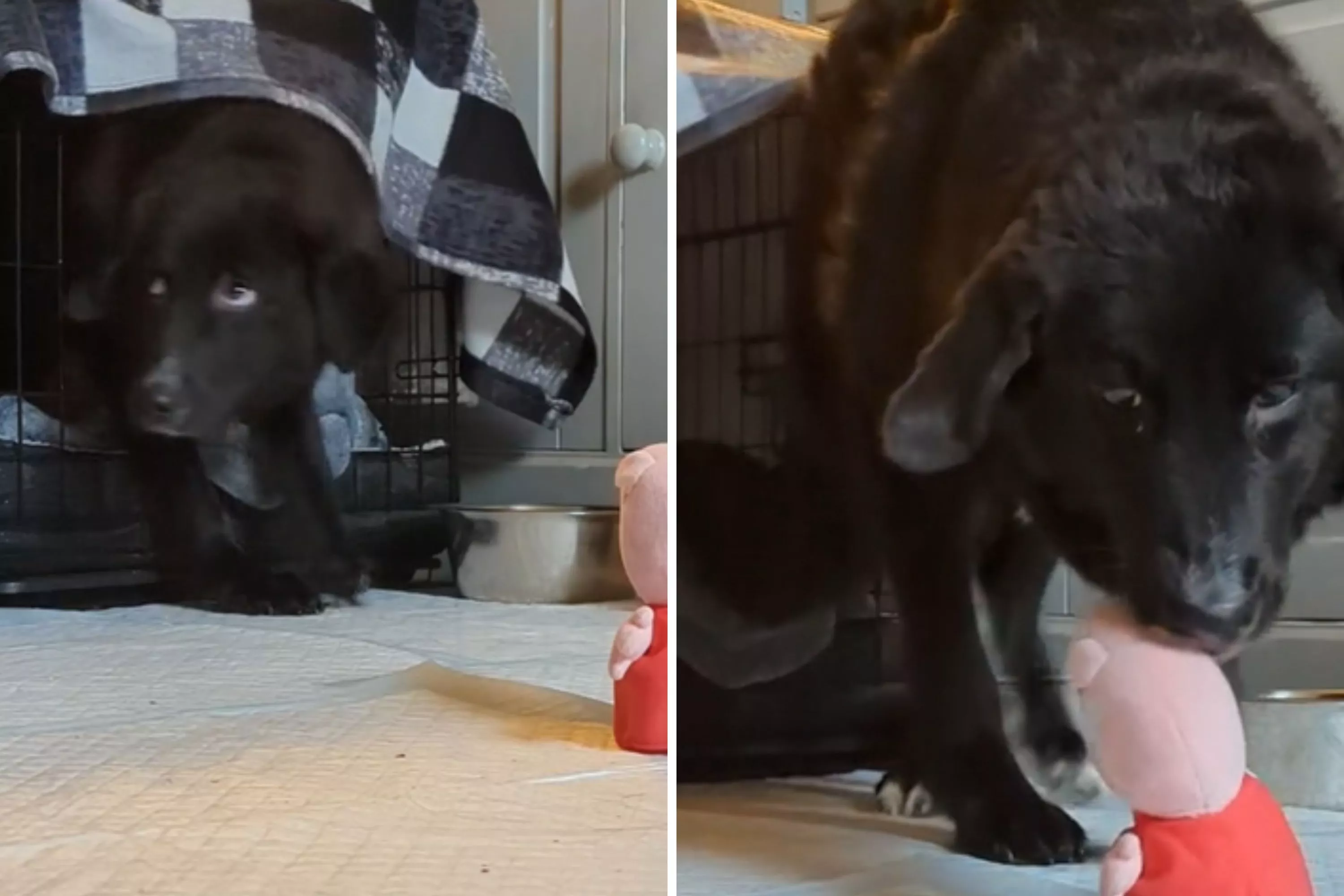 Moment Terrified Rescue Dog Leaves Kennel for New Toy: 'So Brave' - Vimarsana News