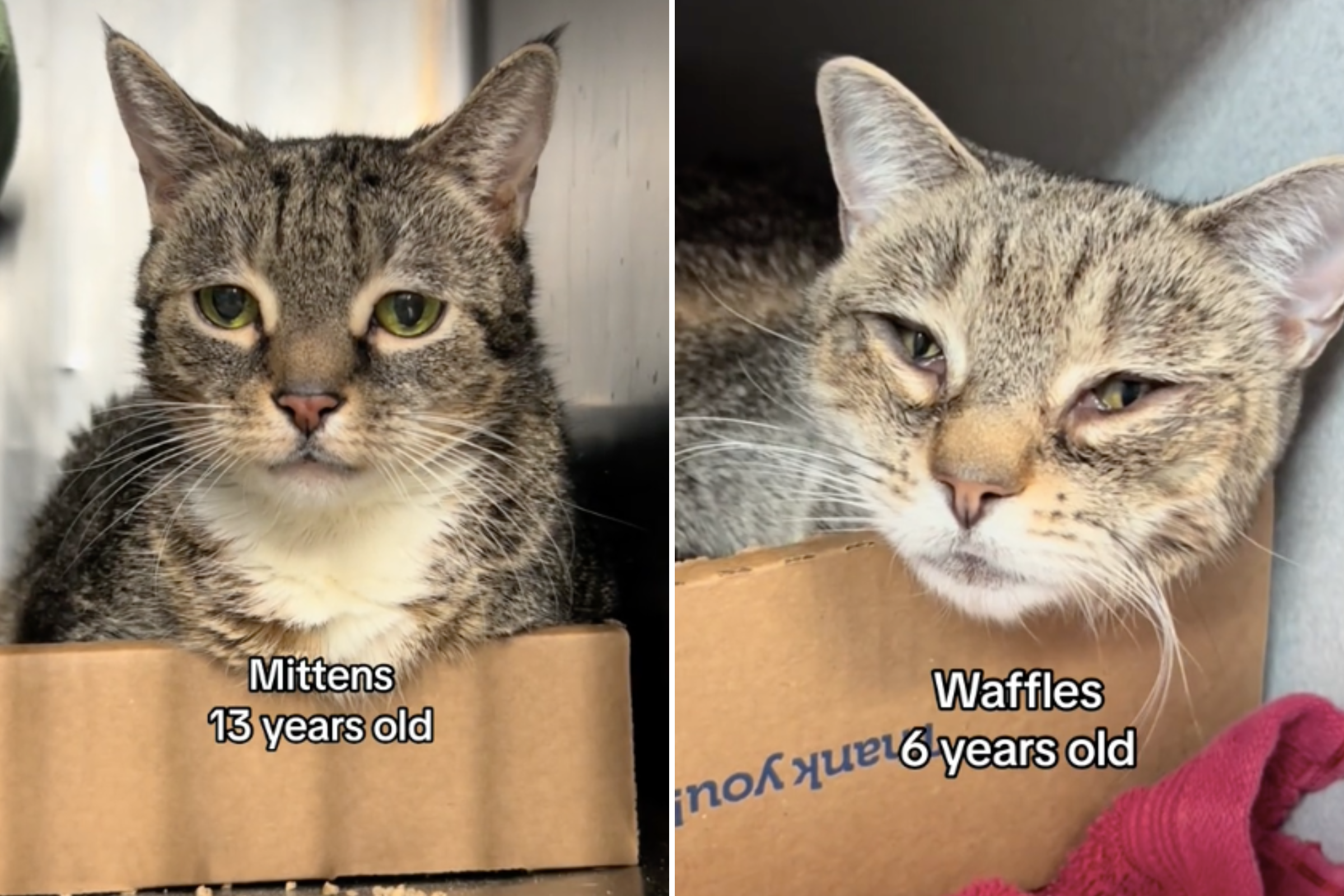 Faces of 200 Cats With Zero Adoption Applications at an NYC Shelter