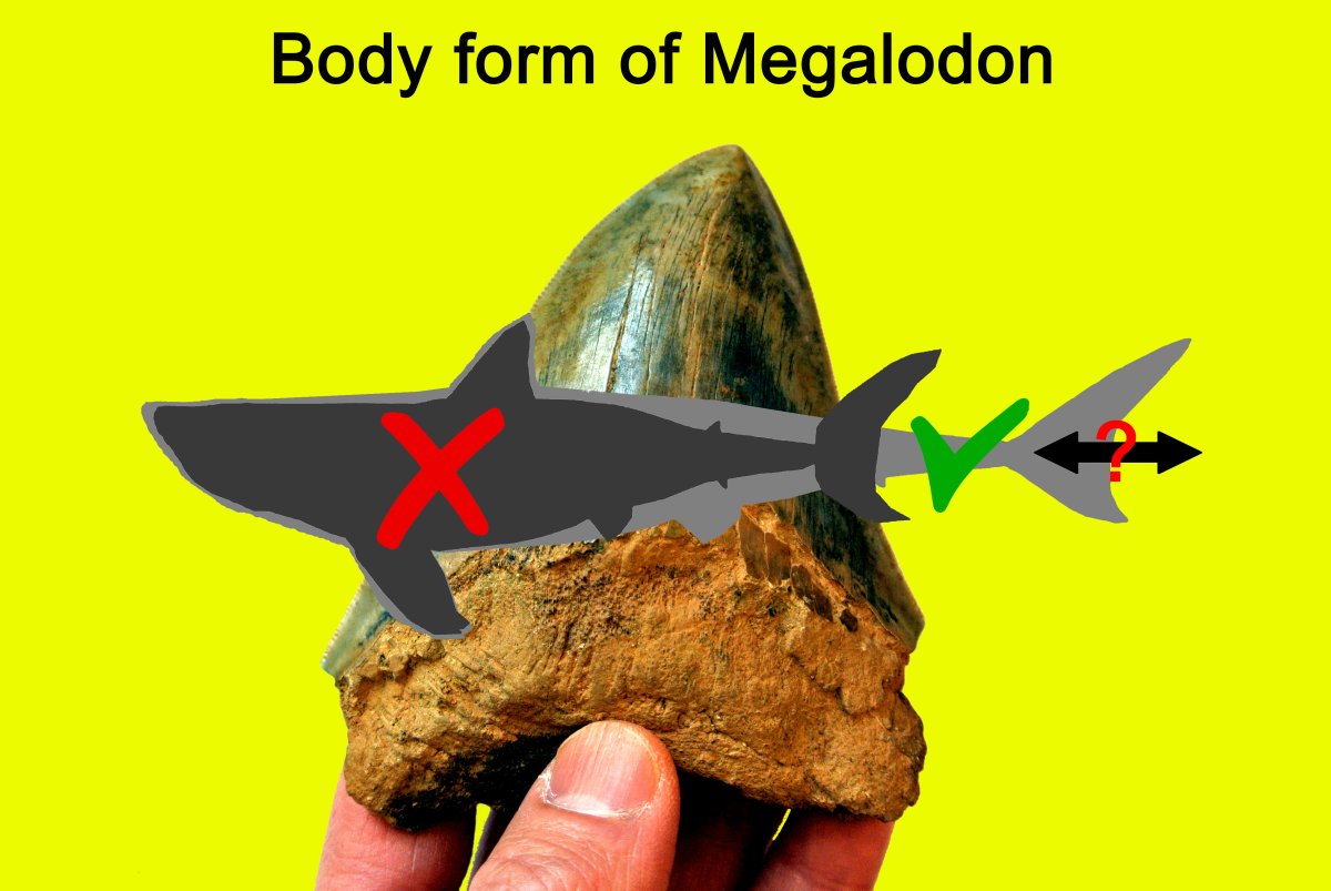 Megalodon body form 