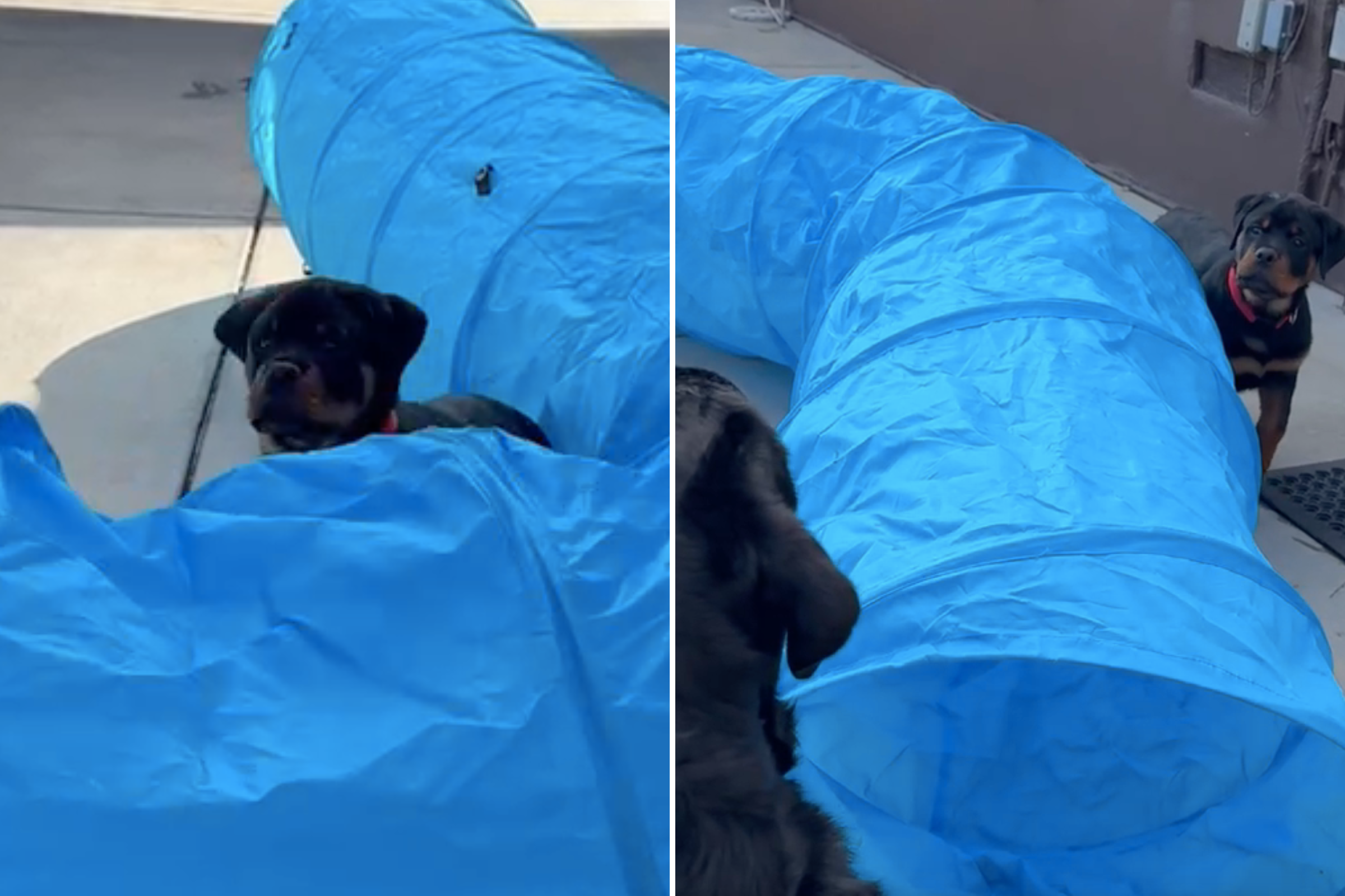 Rottweiler Puppy Learning How to Be Confident Wins Pet of the Week