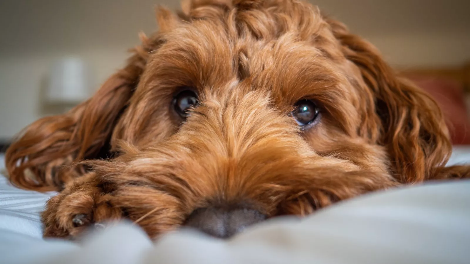 Adorable Cockapoo Puppy Can t Cope When Breakfast Is Just One