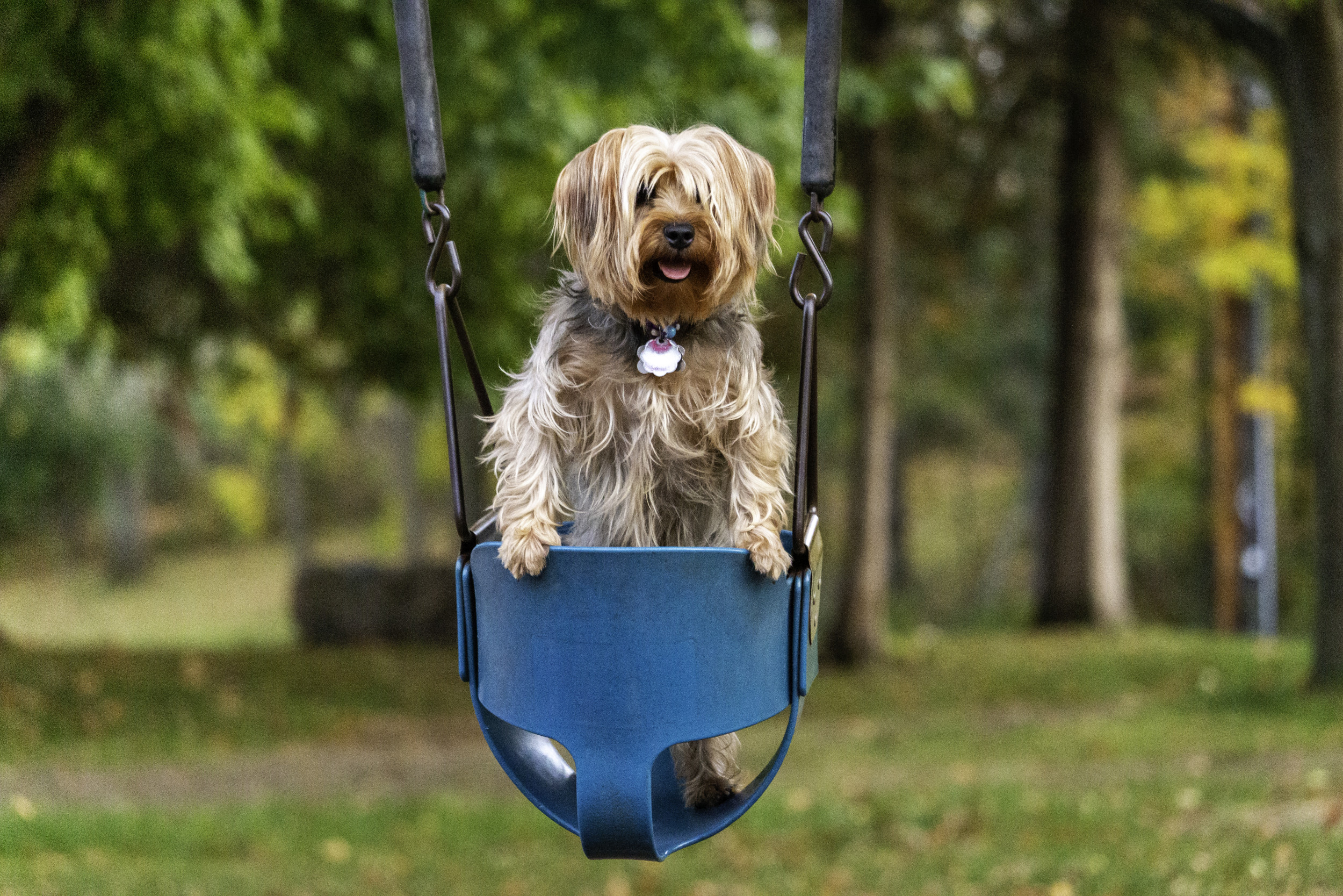 Laughter as Yorkshire Terrier Demands to Be Pushed on the Swings Like a Kid