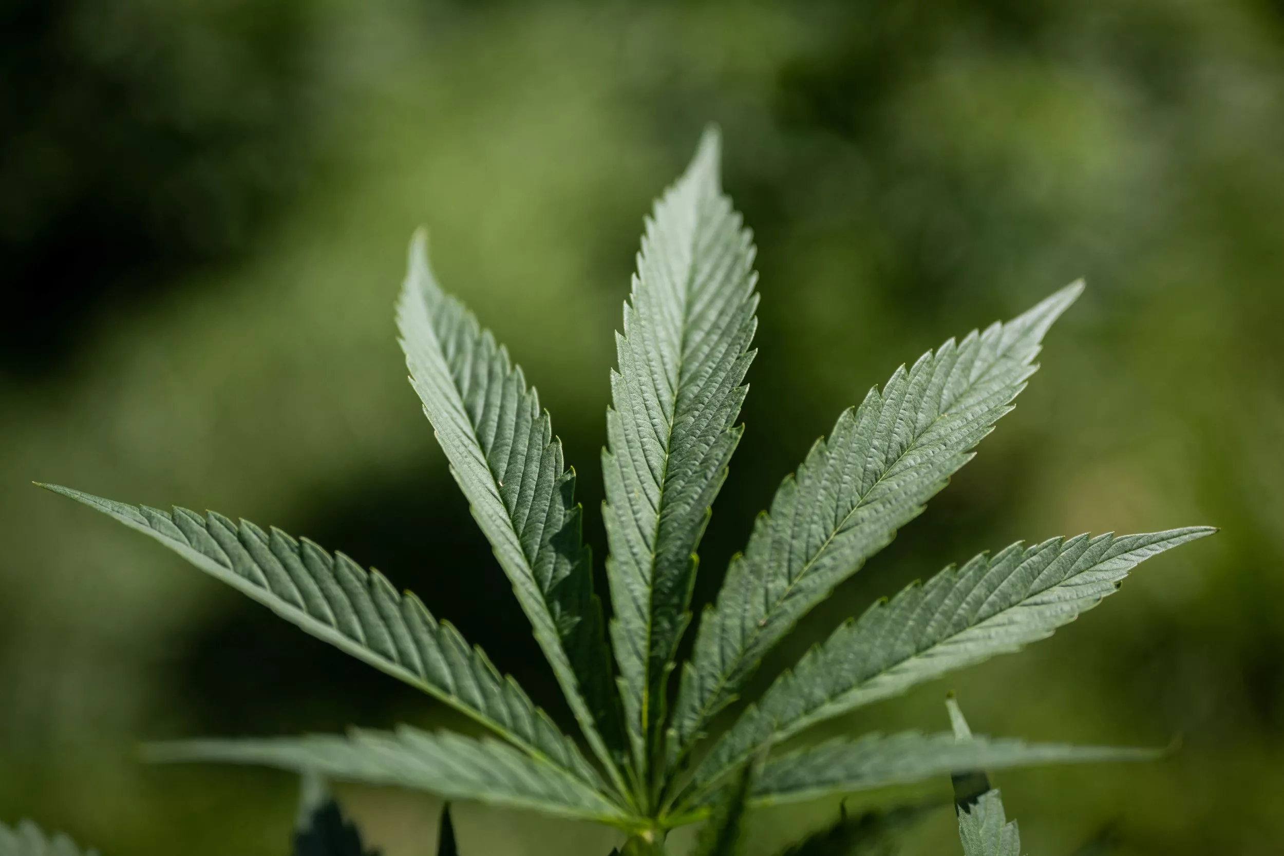 Over 20 CBD Brands Face Recall as Warning Not to Use Pills, Gummies - Vimarsana News