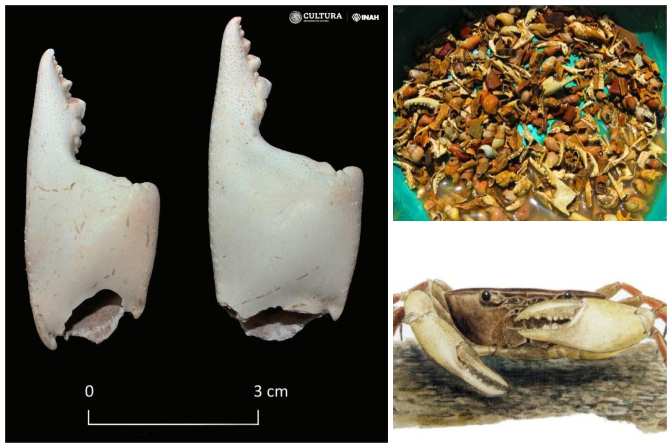 Ancient Maya Elite Ate Freshwater Crab to Celebrate Special Occasions
