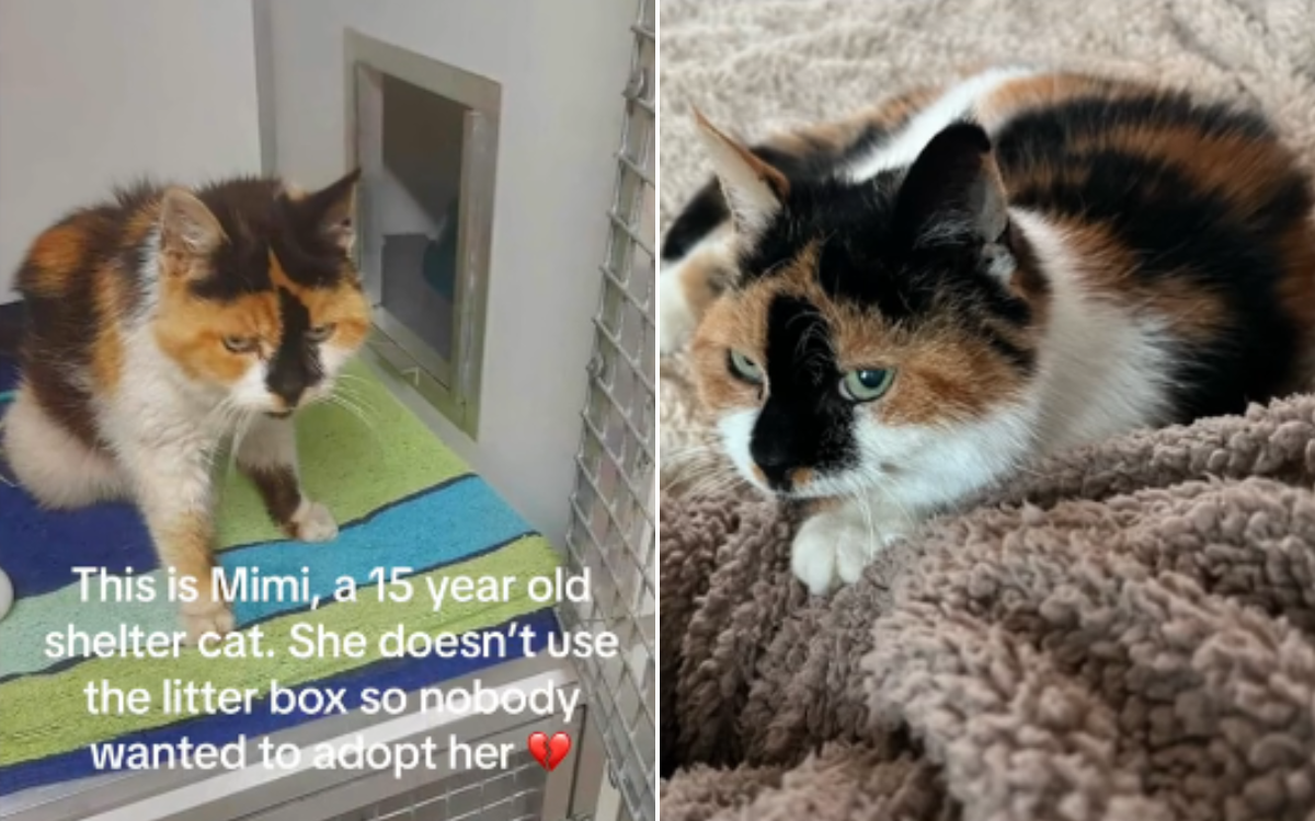 Mimi the rescue cat is finally adopted.