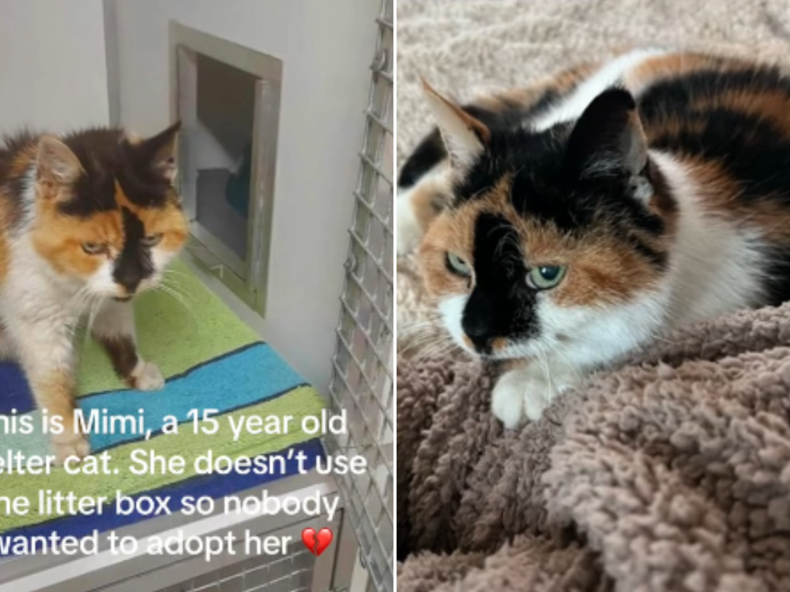 Mimi top cat litter