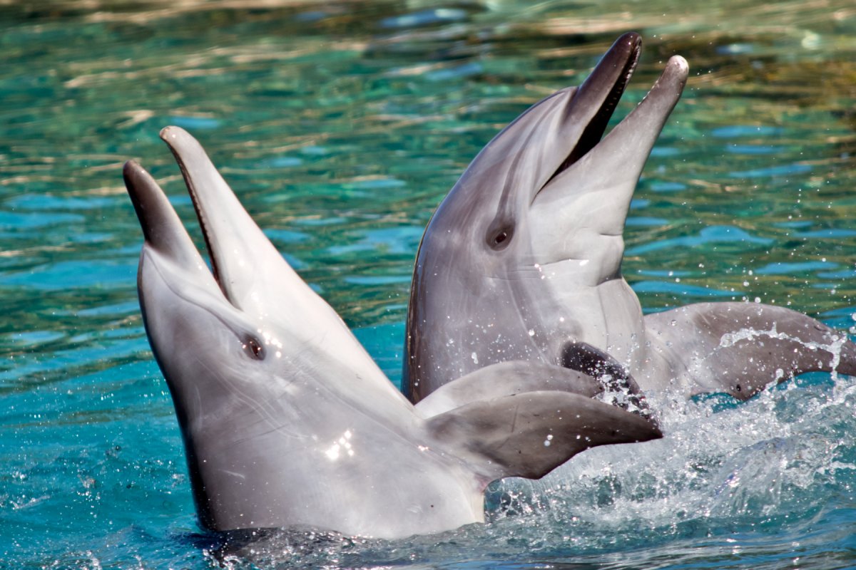 two bottlenose dolphins