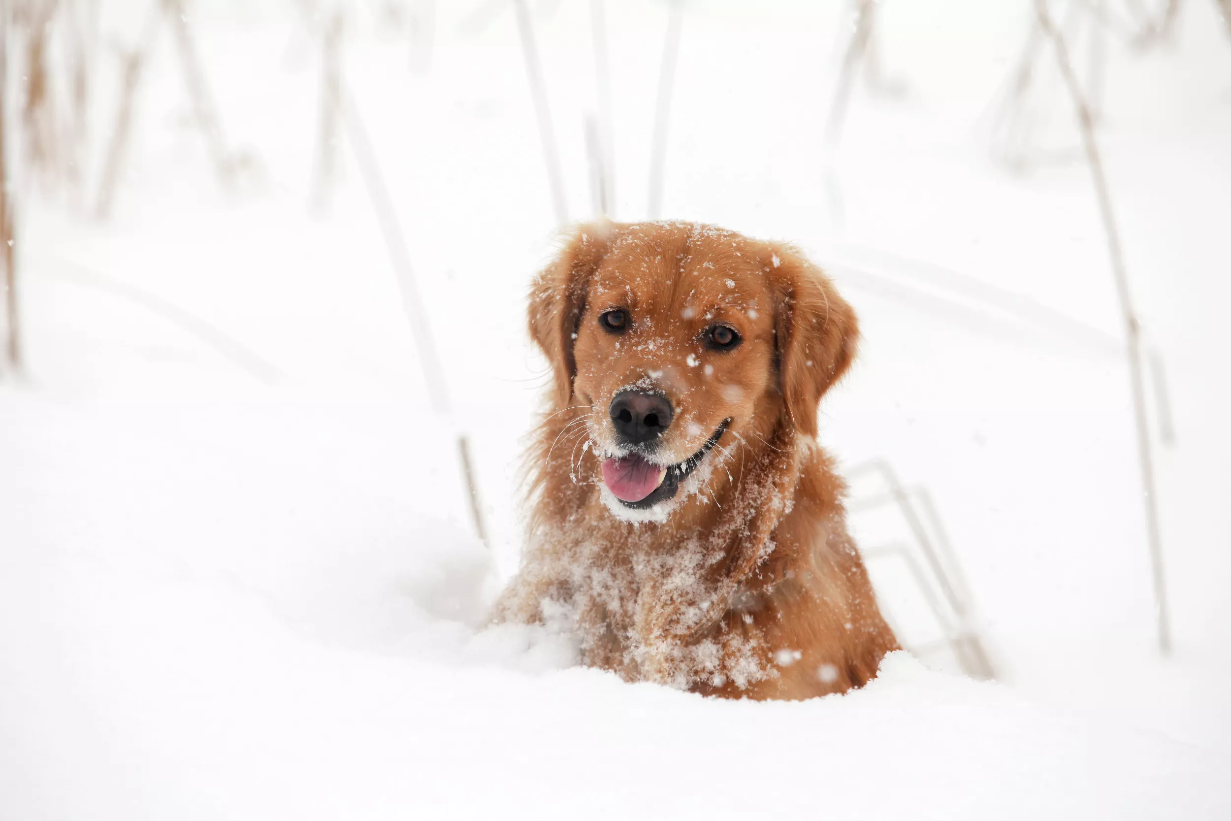 Delight at Golden Retriever and Corgi's Very Different Reactions to Snow - Vimarsana News