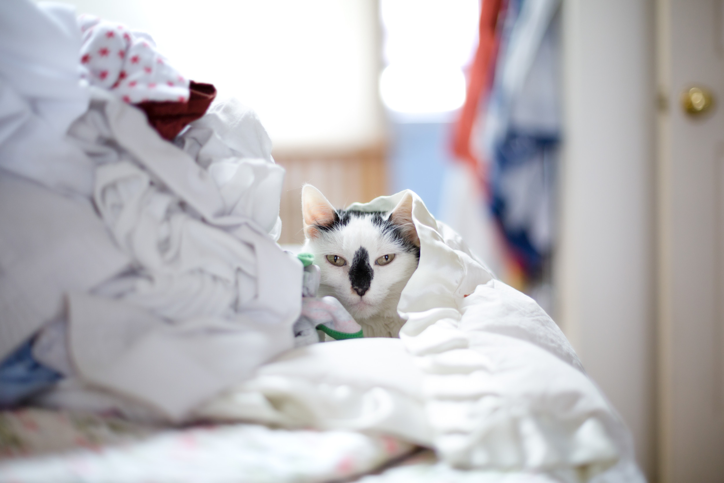 Cat Owner’s ‘Fresh Laundry’ Test Leaves the Internet in Stitches