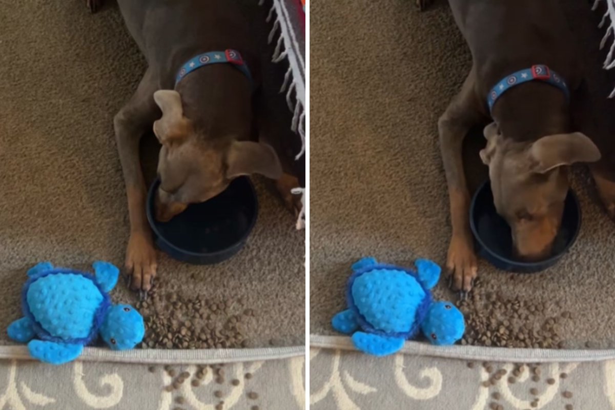 Internet In Love With Dog Who Shares Half His Food With Favorite Soft Toy