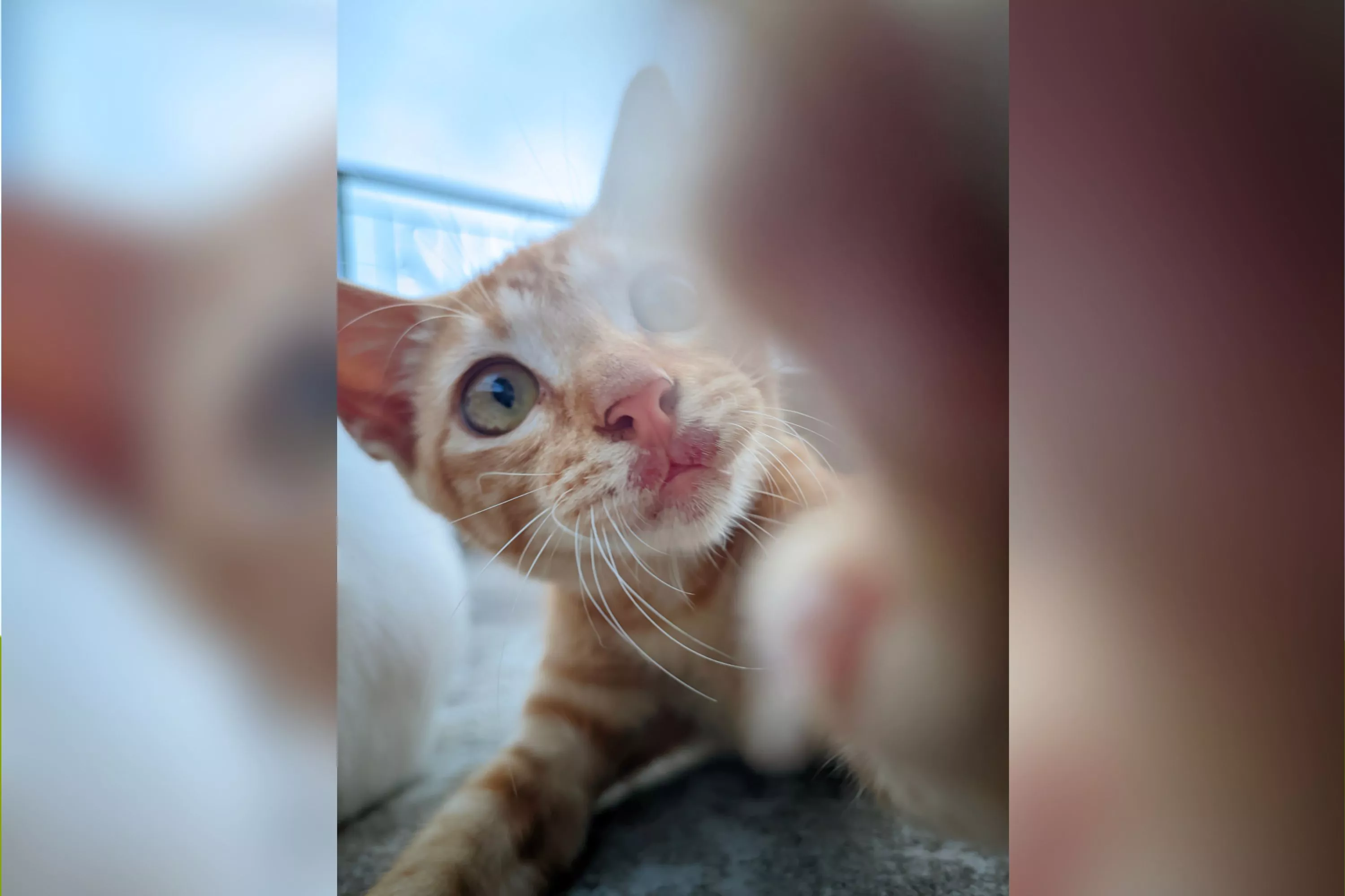Internet Sobs at Cat 'Trying to Heal' Owner's Headache - Vimarsana News