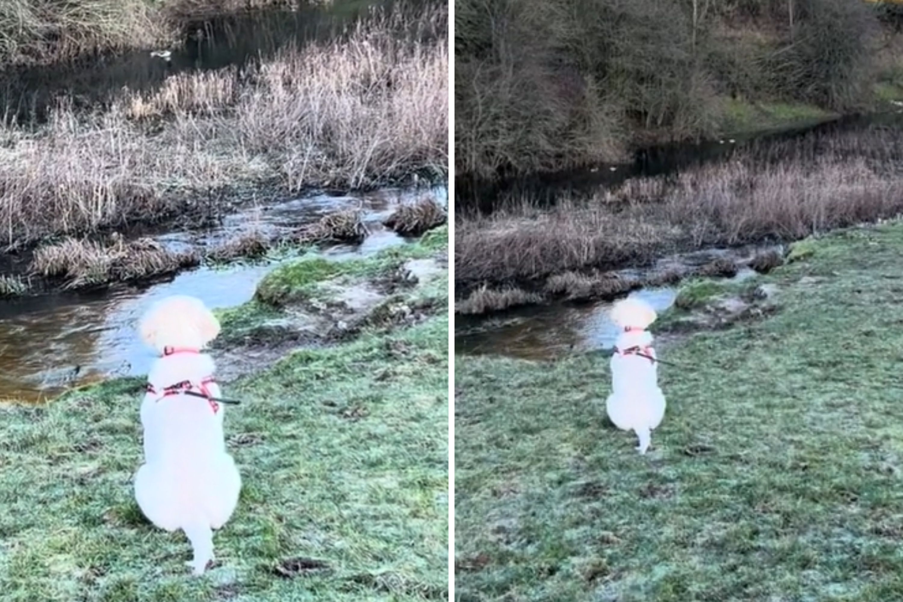 This Golden Retriever Obsessed With Watching Ducks Will Melt Your Heart