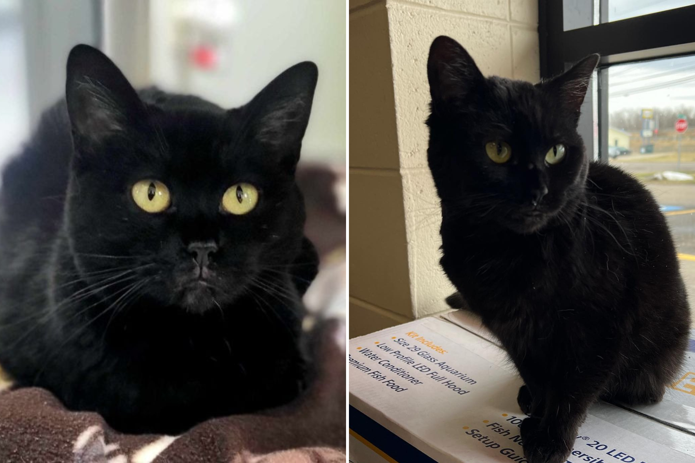 Black Cat Still Waiting for Home After Spending 588 Days in Shelter