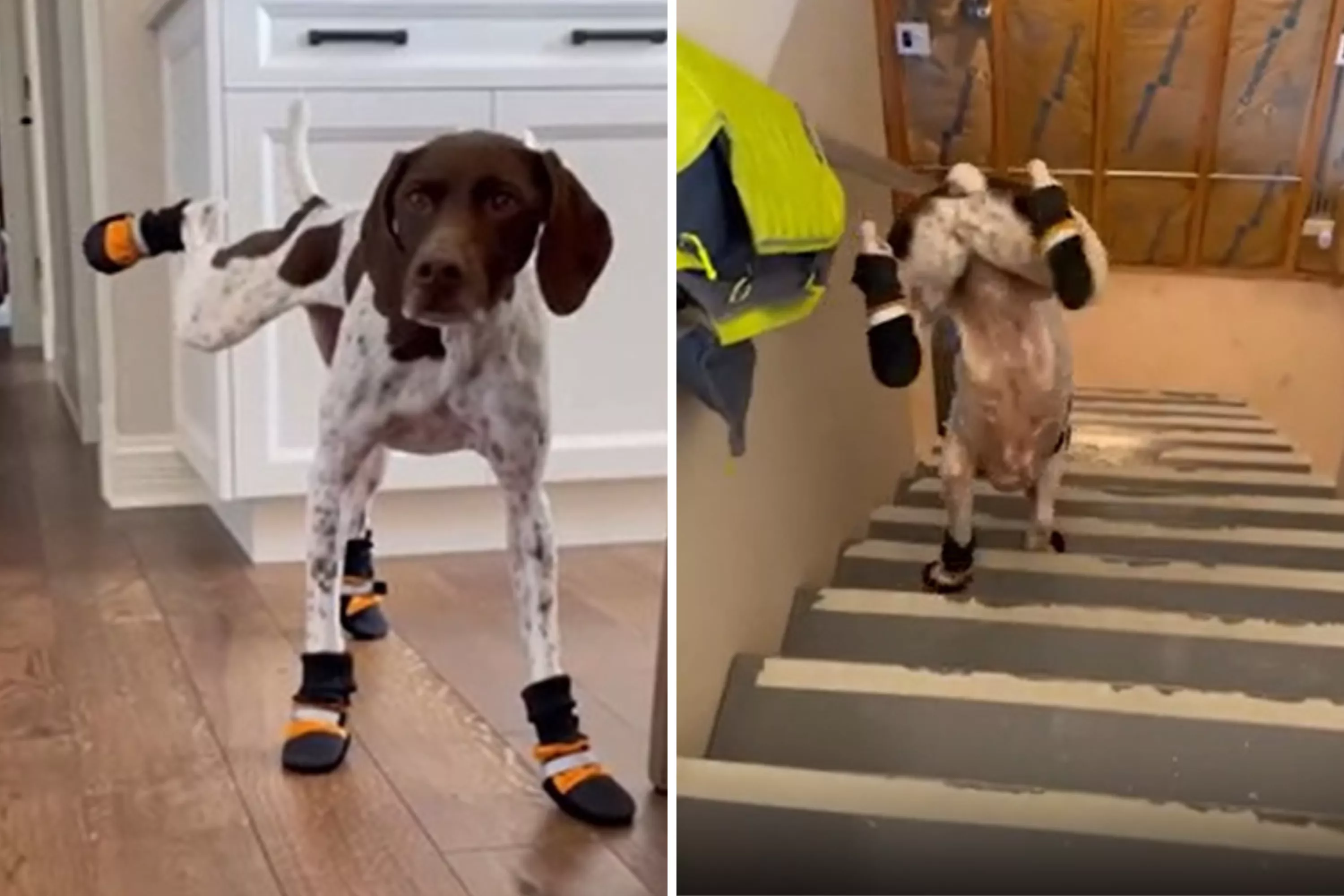 Hilarity As Dogs Try To Step Out in Snow Boots: 'The Stair Walk' - Vimarsana News