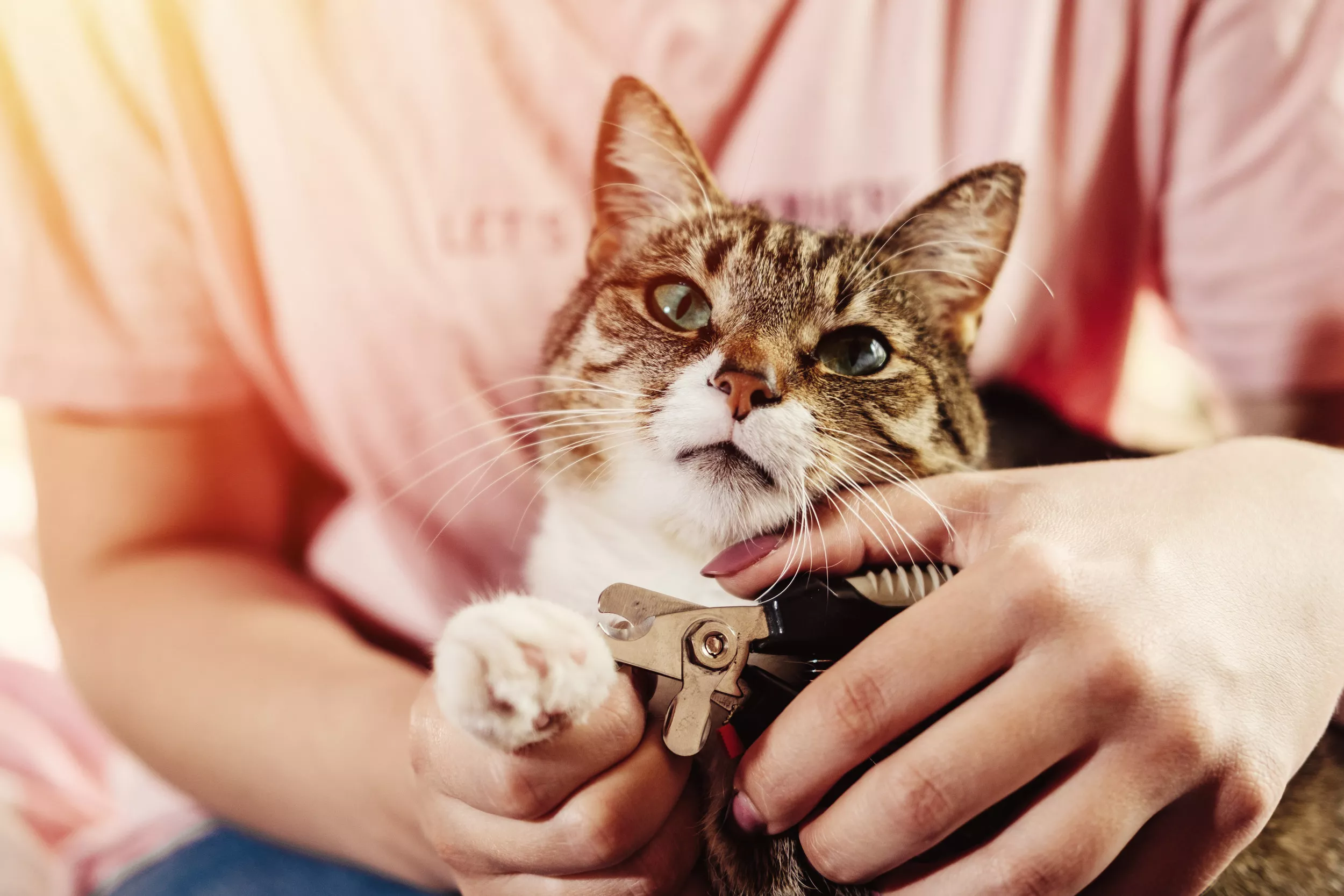 Adopted Senior Cat Who Loves Getting Manicure Delights Internet - Vimarsana News