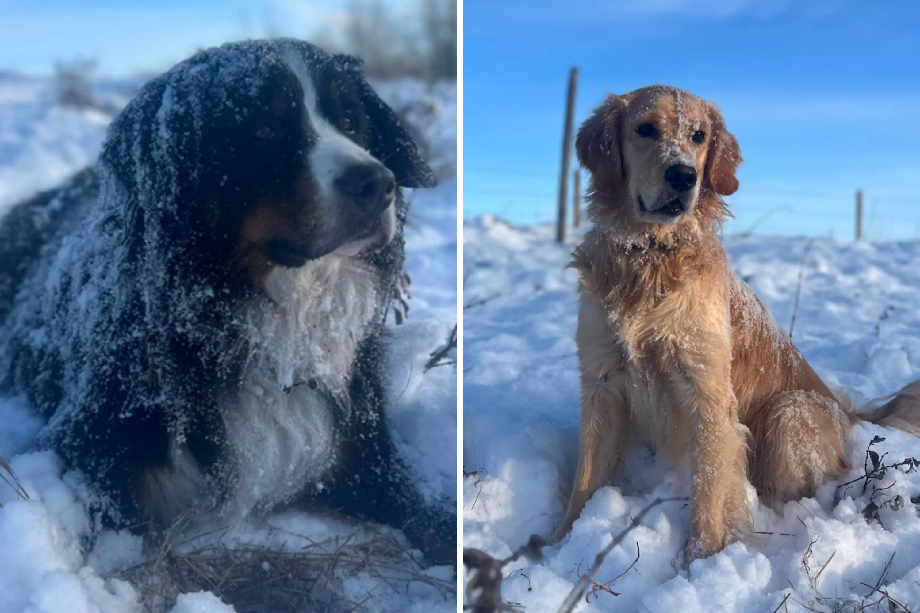 Laughter at Bernese Vs Golden Retriever's Different Reaction to -52 Degrees - Vimarsana News