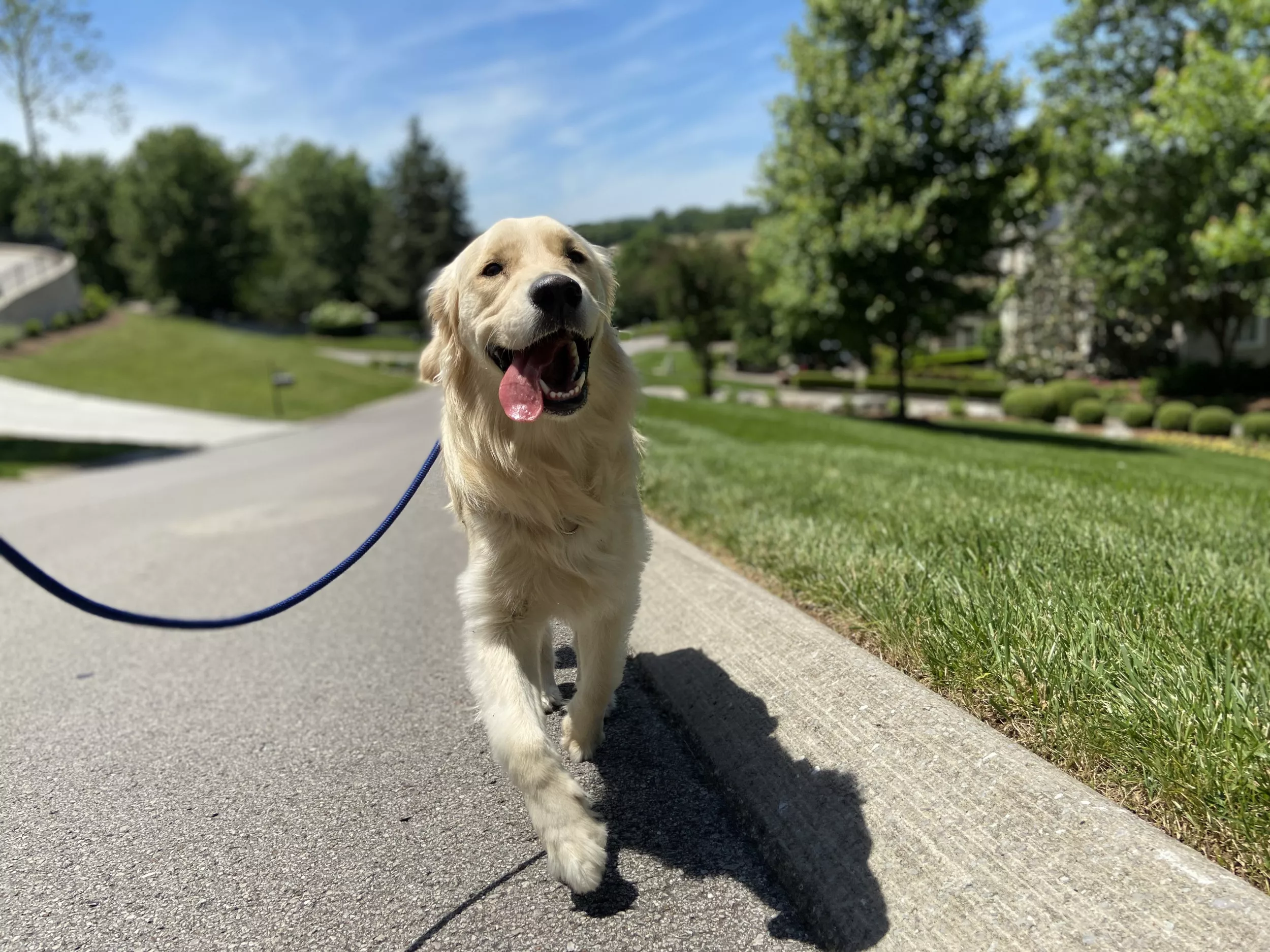 Golden Retriever Panics When He Thinks Walk Is Too Short—but He Has a Plan - Vimarsana News