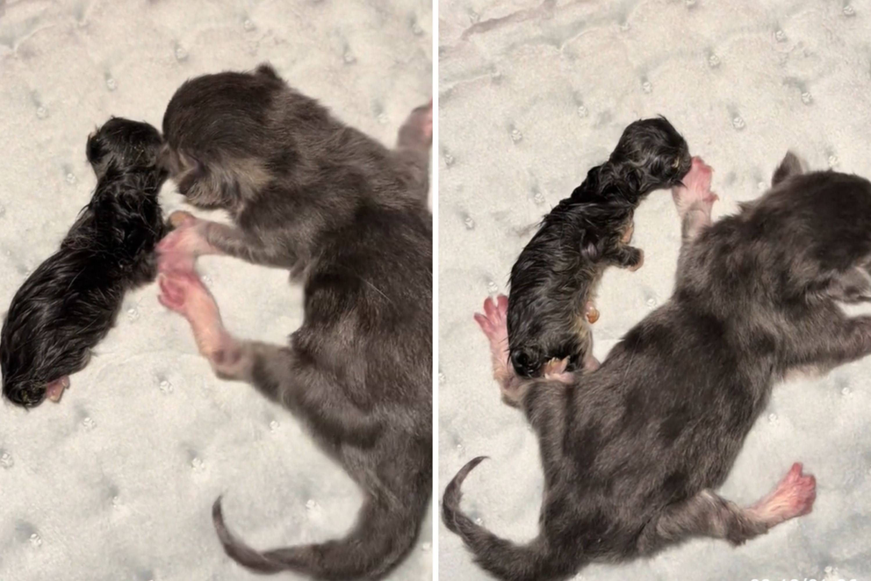 Tiny Kitten Fights To Survive, Then Grows Up To Be Half The Size