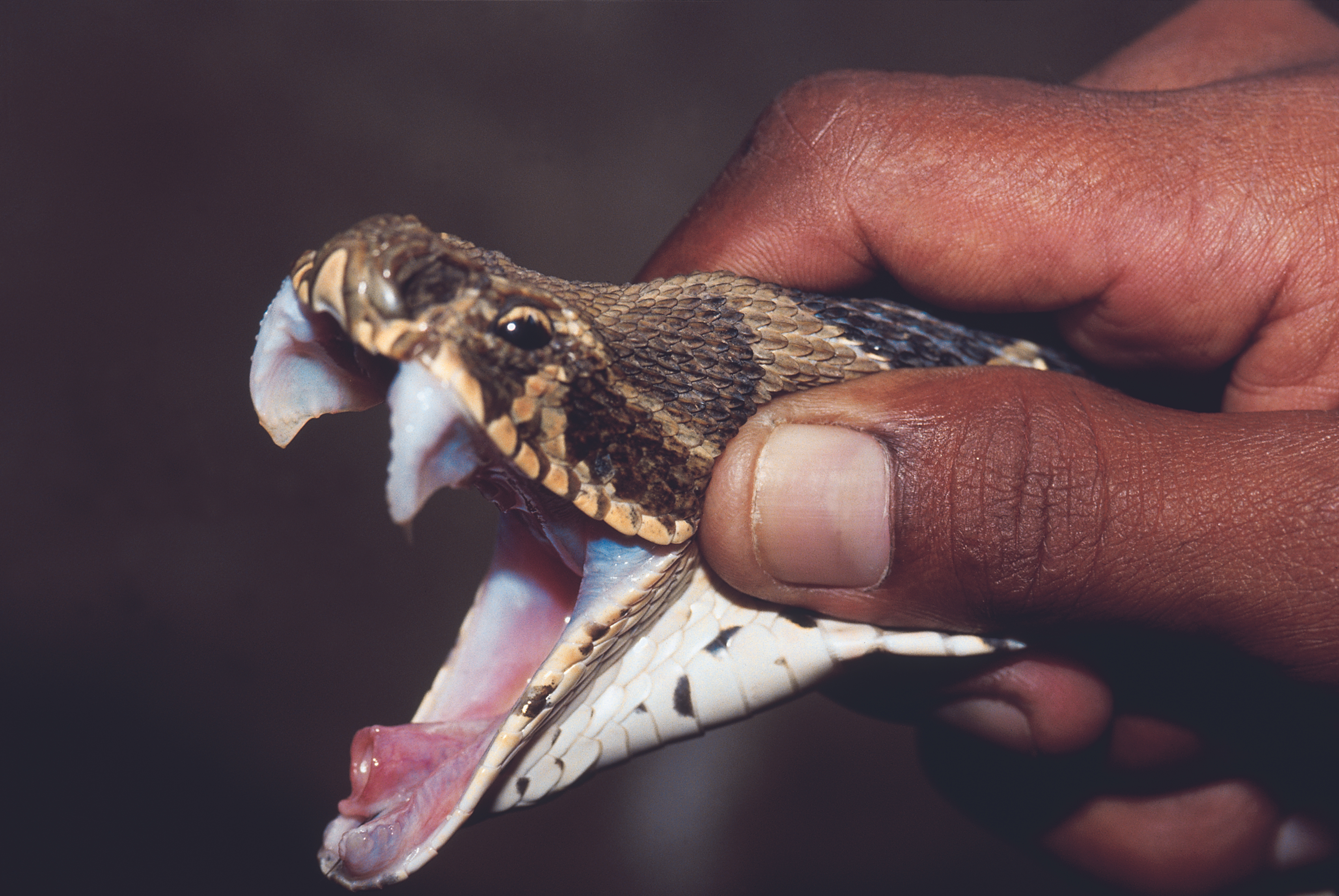 Les décès dus aux morsures de serpent pourraient être réduits par sept étapes simples