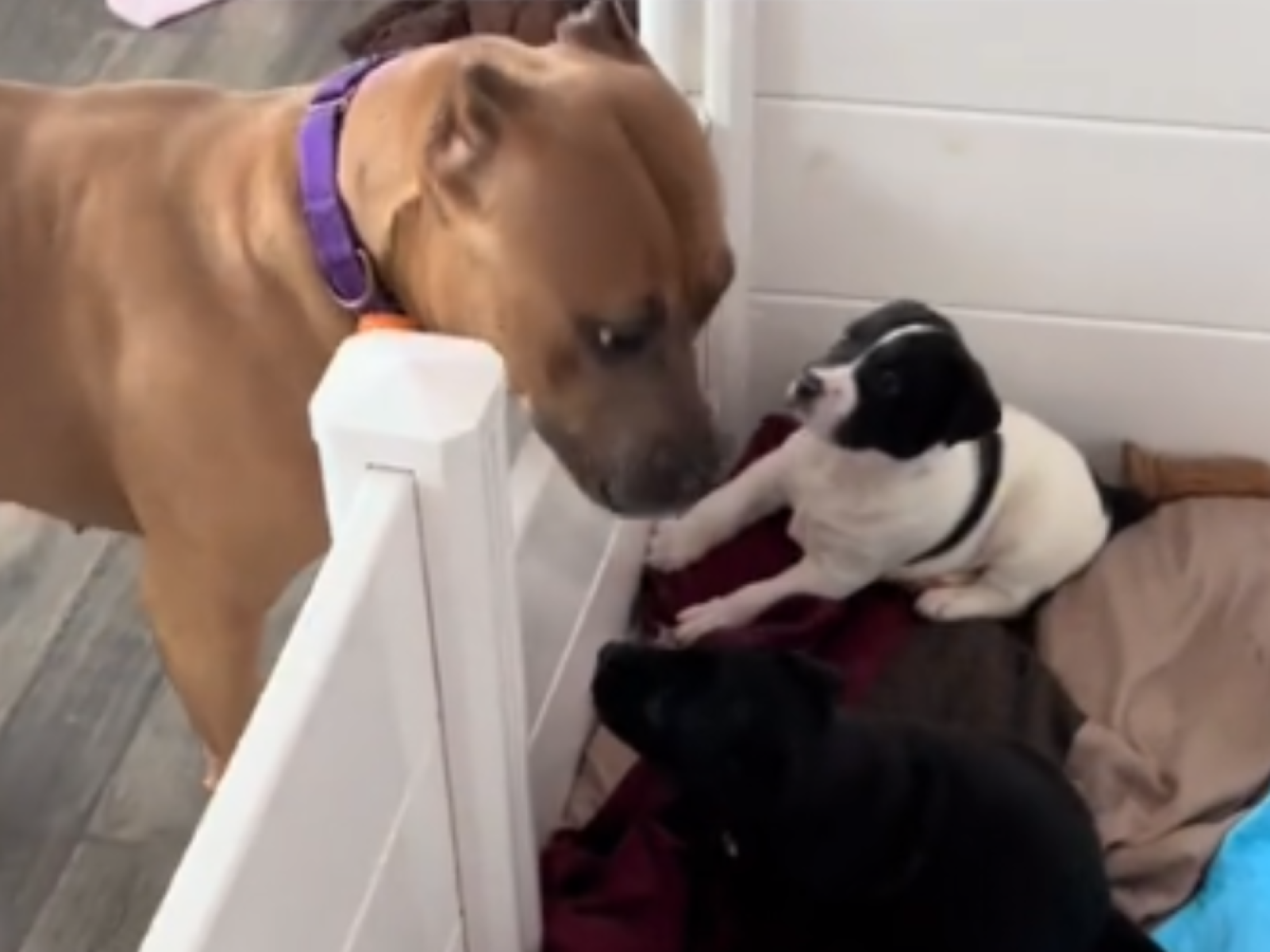 Dyed puppies hot sale