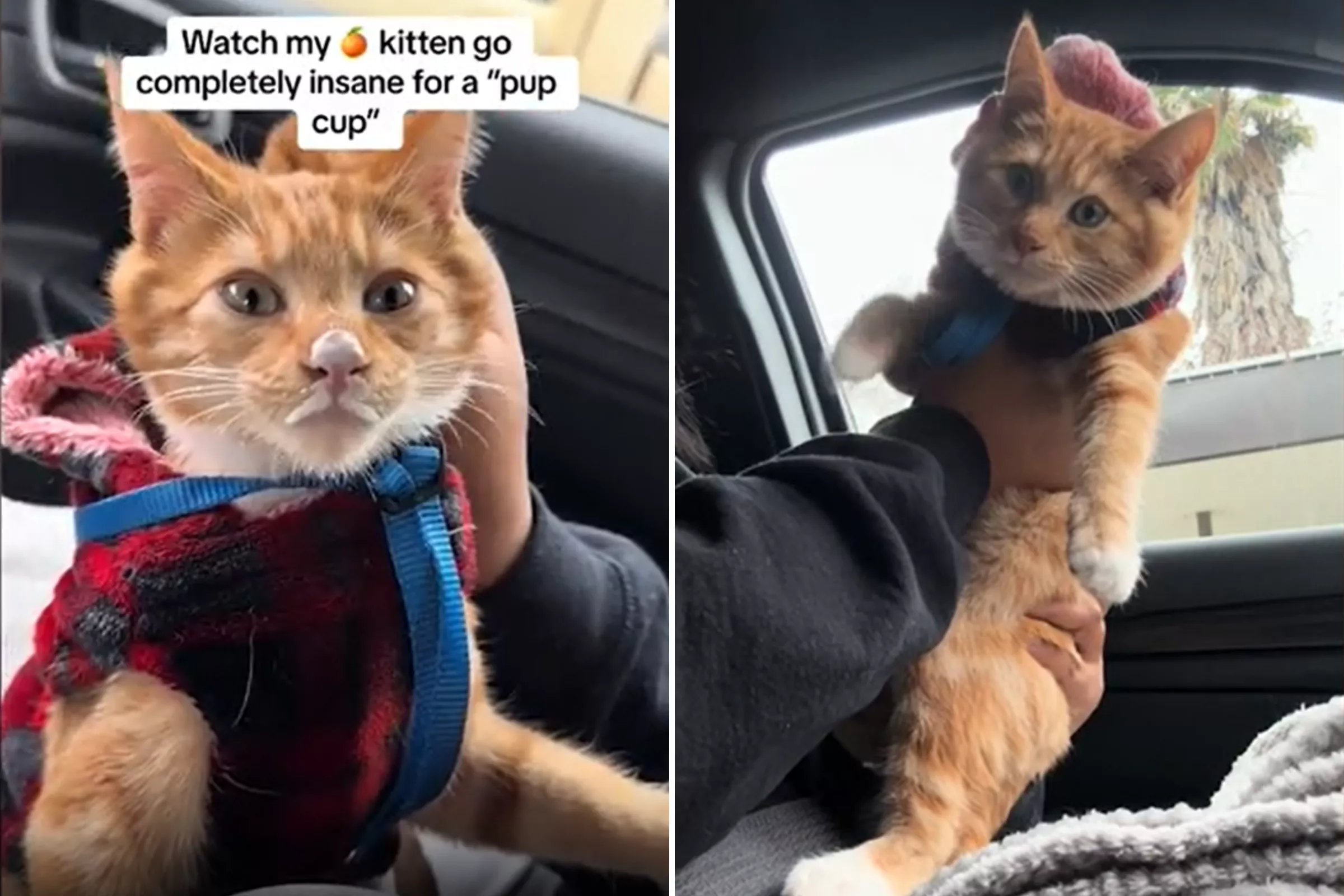 Internet Obsessed With Kitten Screaming for a Pup Cup: 'Completely Insane' - Vimarsana News