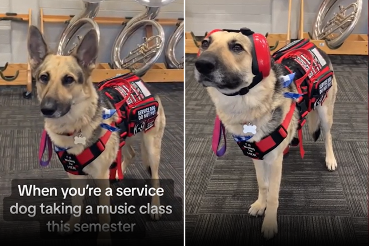 Service dog during music class