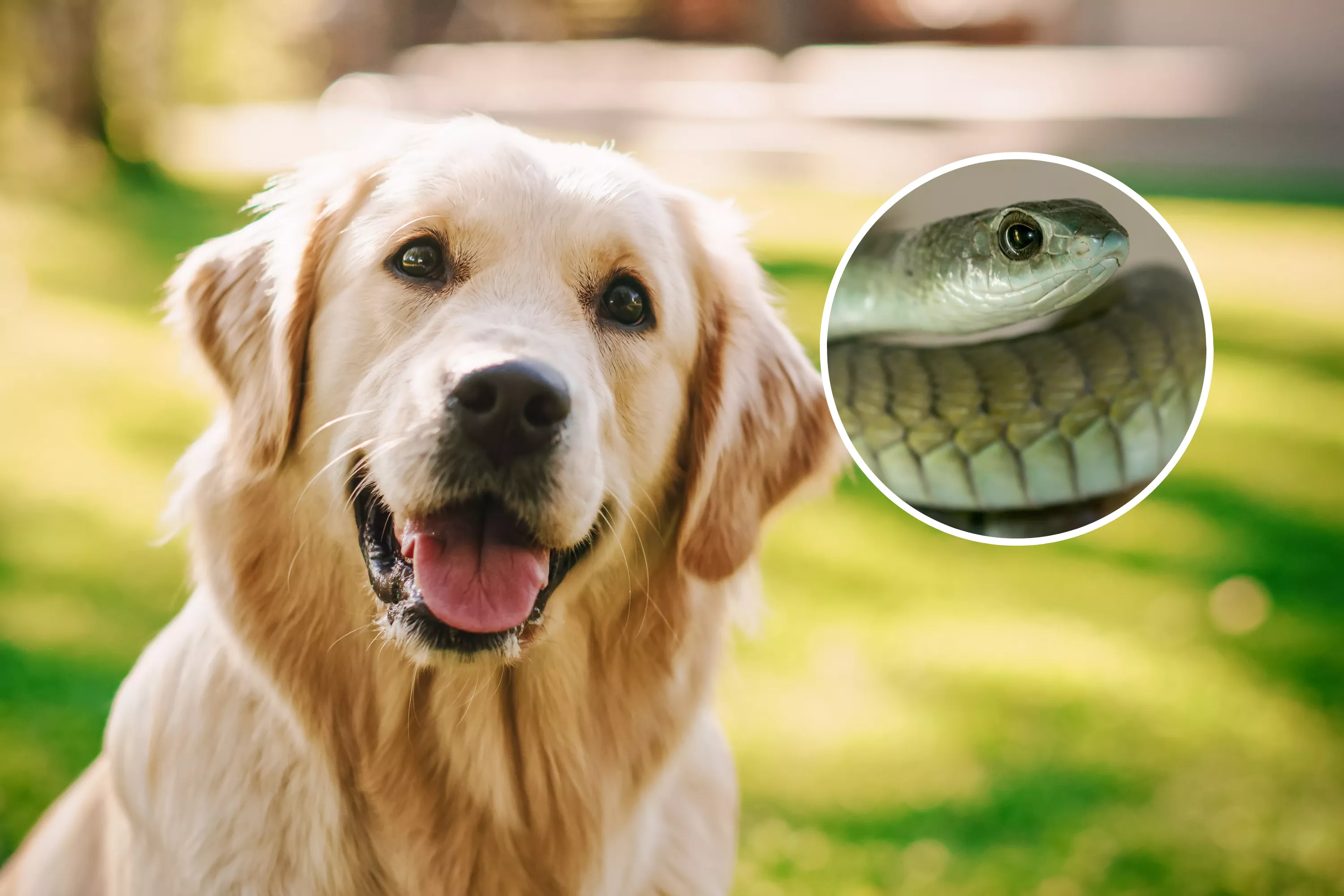Dog Bitten by Deadly Snake Saved in Last Minute Antivenom Rescue - Vimarsana News