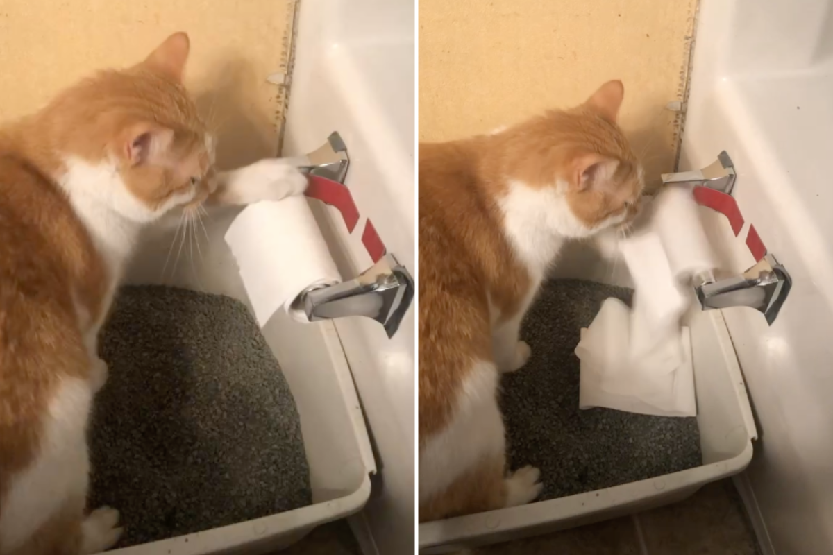 Female/Feline Toilet Timer