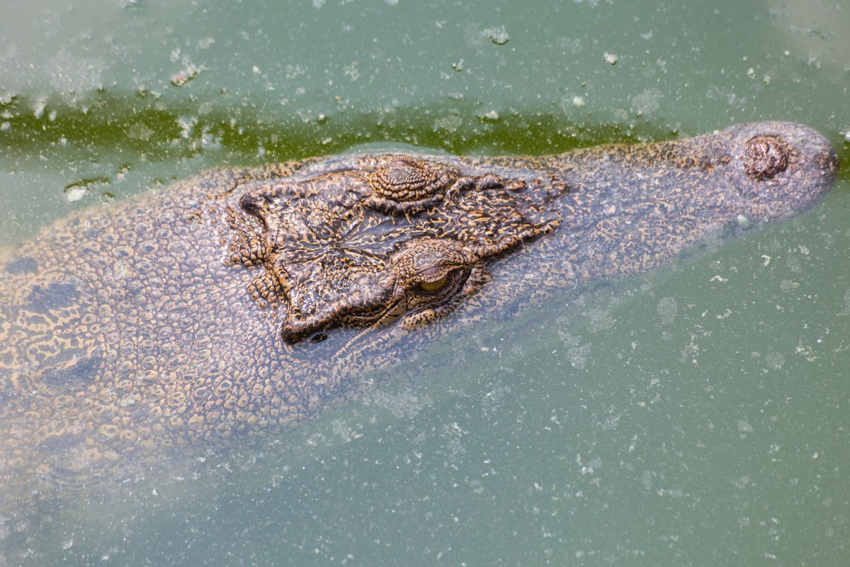 Alligator head frozen in water