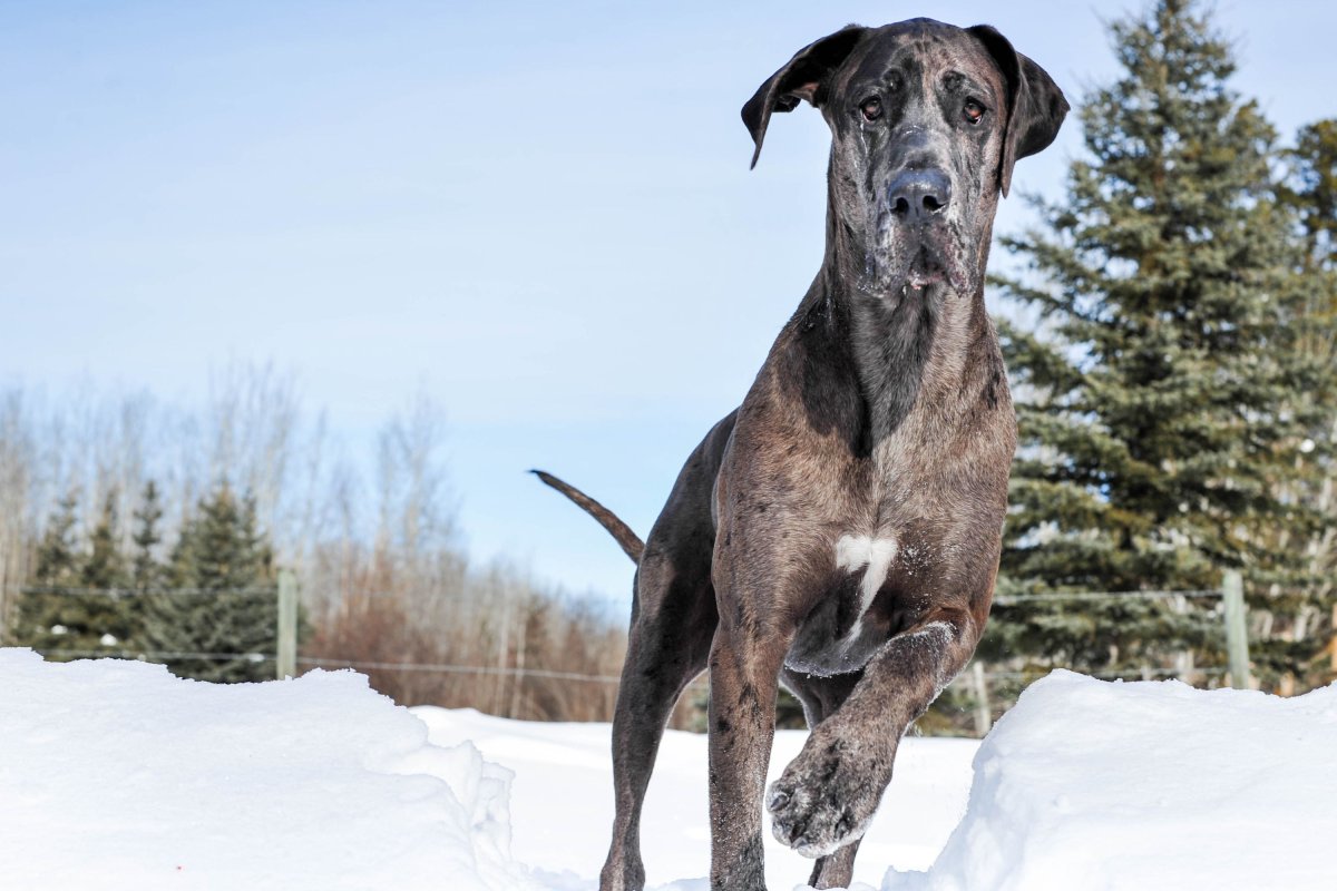 Great Dane in the snow