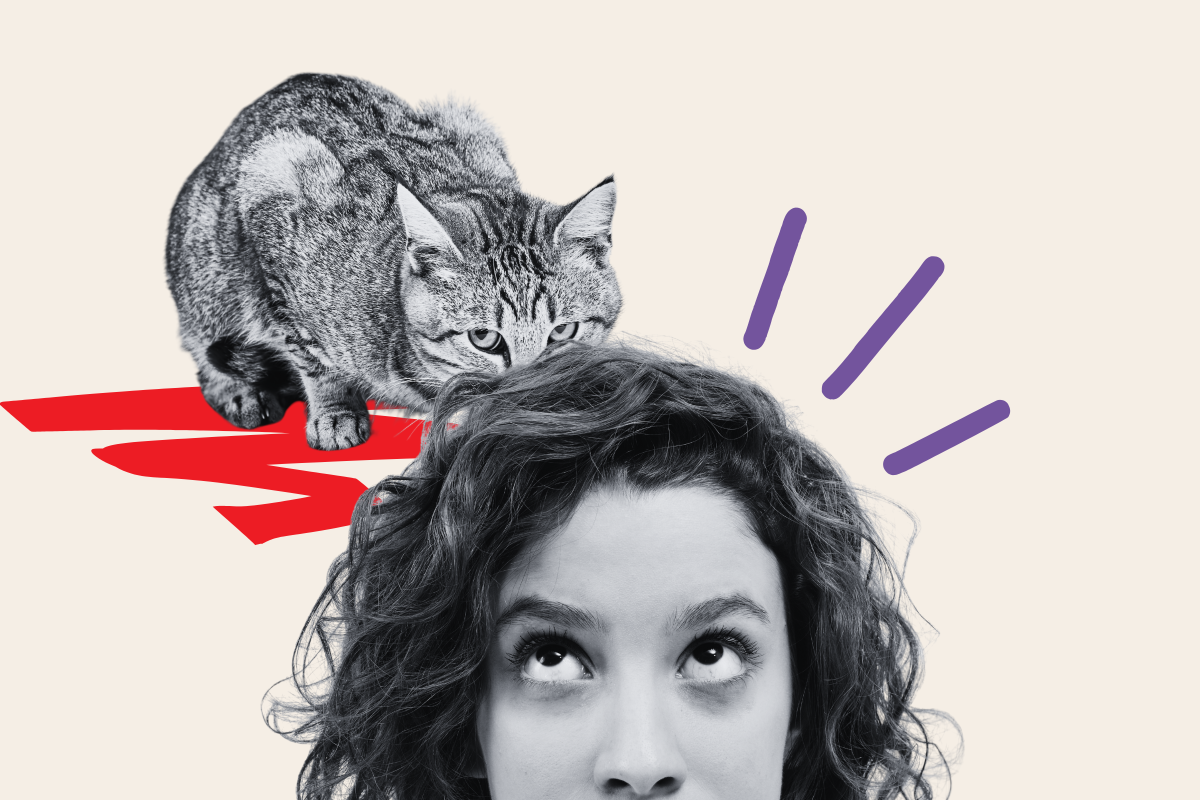 Cat Chews Owner's Hair Viral Video Shocking