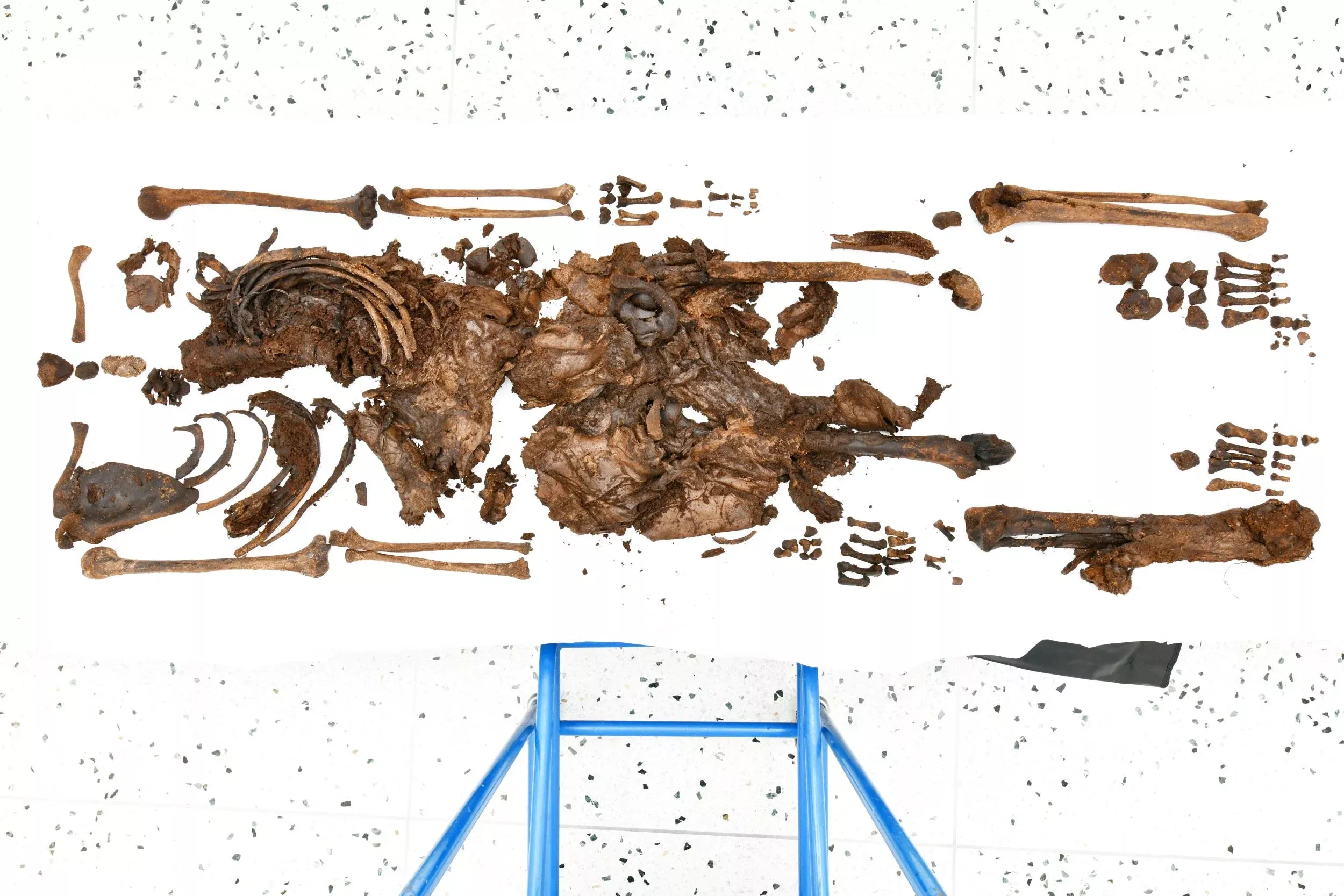 Body Found in Bog Turns Out to Be 2,000-Year-Old Cold Case - Vimarsana News