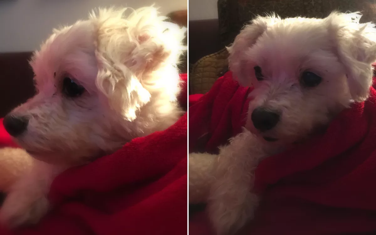Dog's Hilarious Face Waiting for Humans To Turn Off '6 Alarms' Each Morning - Vimarsana News
