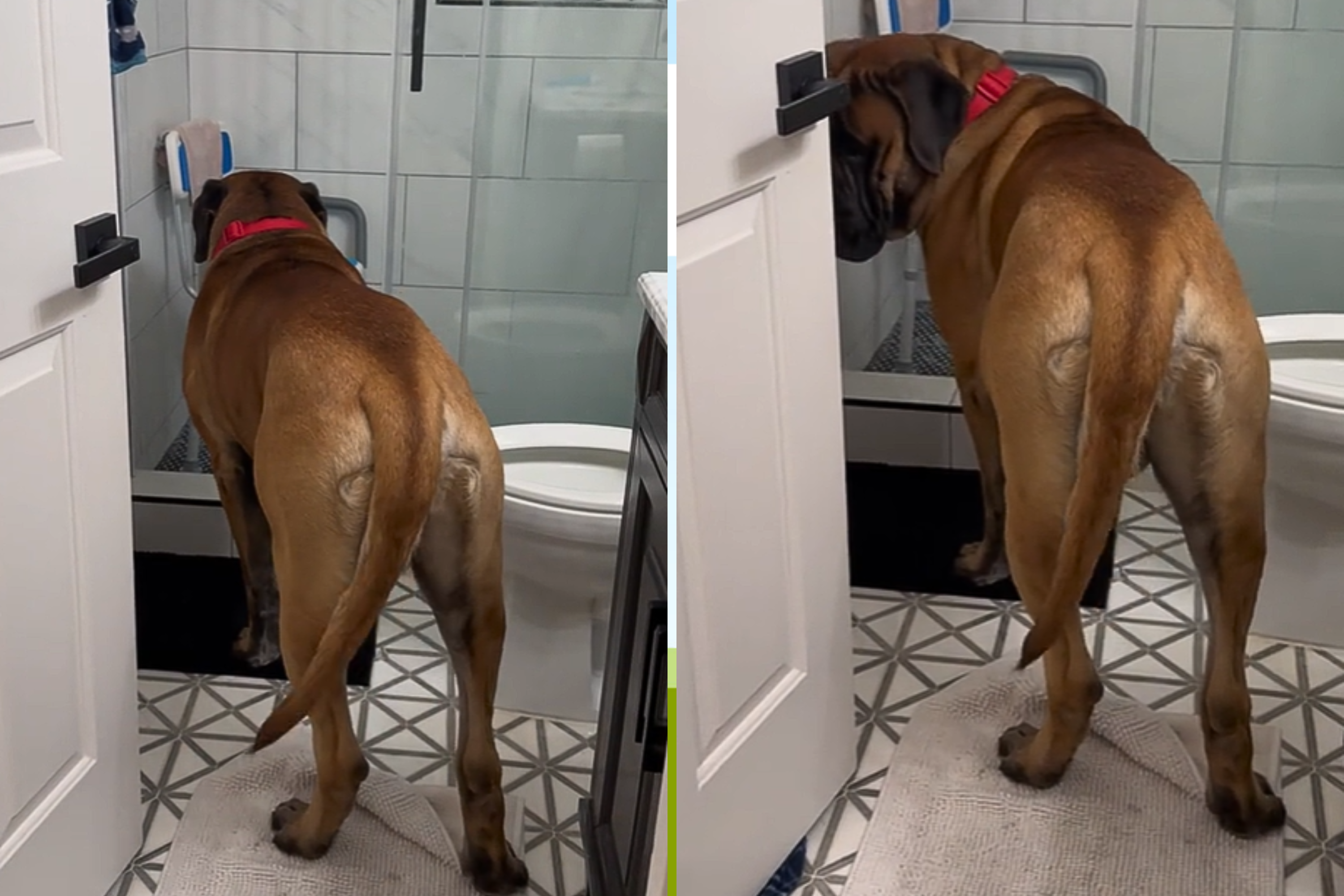 Owner Shows What Happens When Giant Mastiff Needs Rescuing