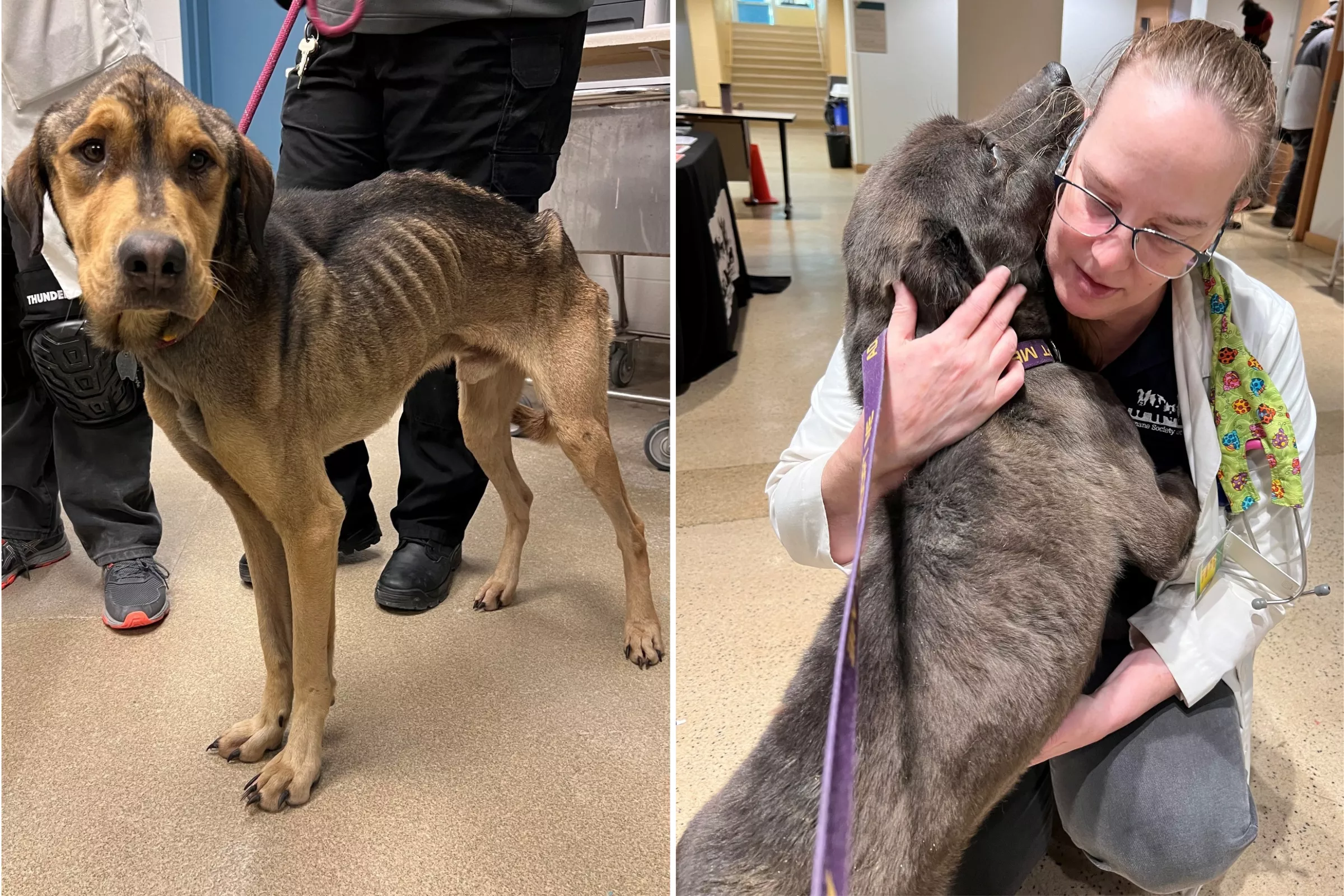 55 Starving Dogs Rescued, 15 Found Dead at Missouri Property: Sheriff - Vimarsana News