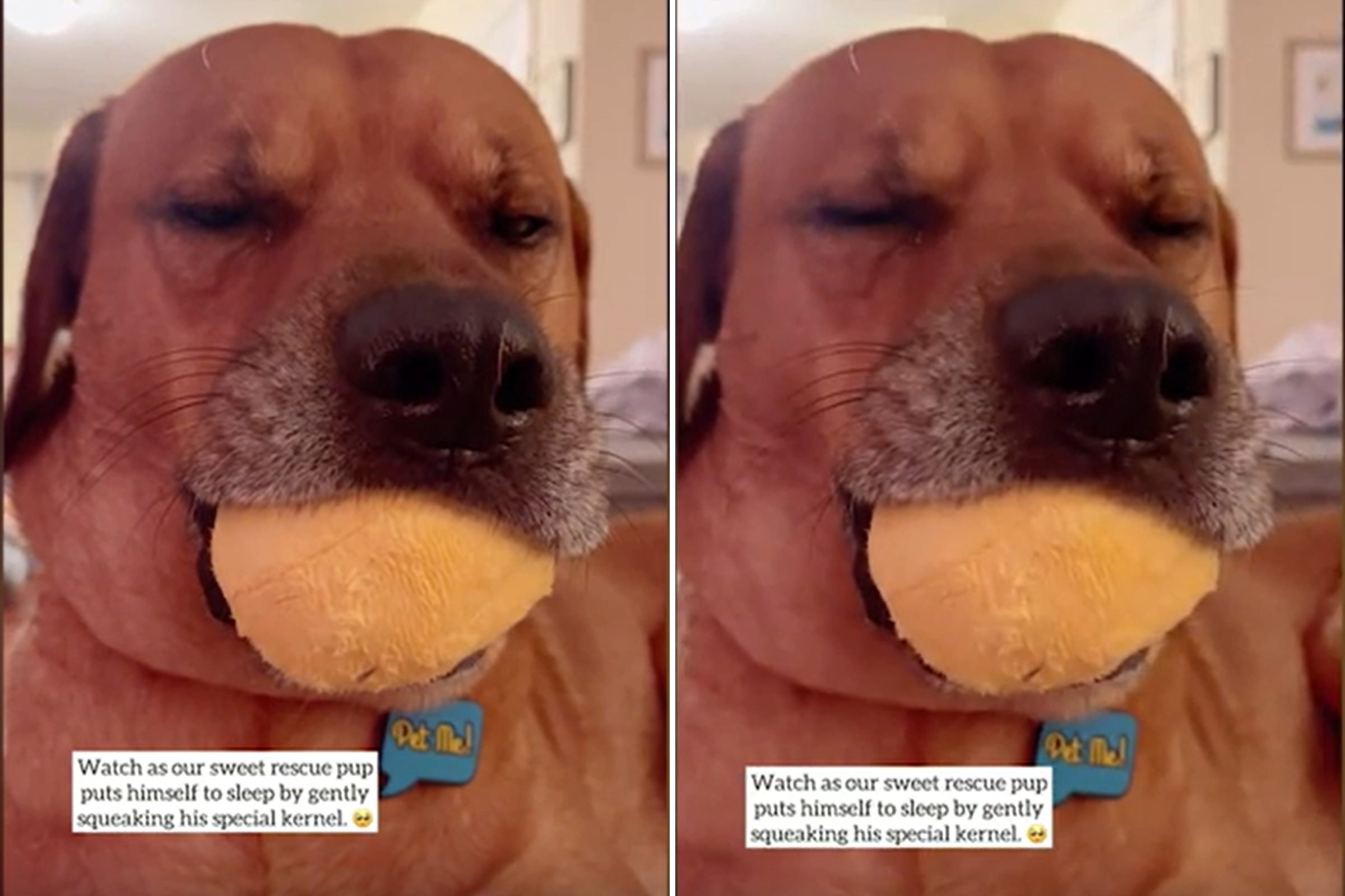 Rescue Dog Sleeping With Toys in His Mouth Melts Hearts: 'Comfort