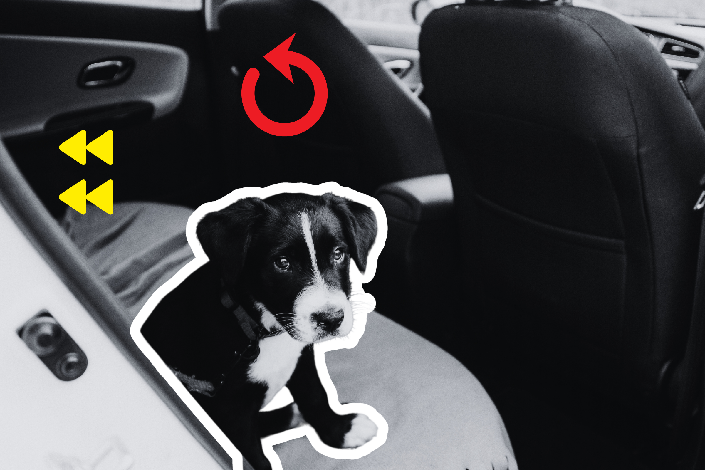 Why Abandoned Shelter Dog Refuses To Leave Car After Day Out Breaks Hearts