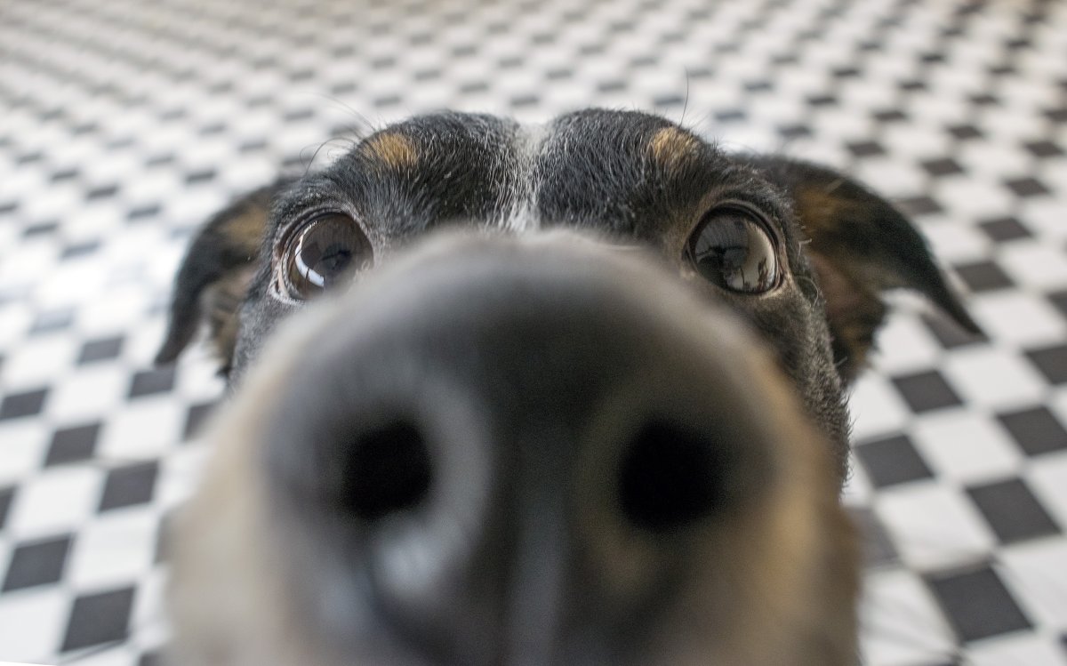Dog nose close up 