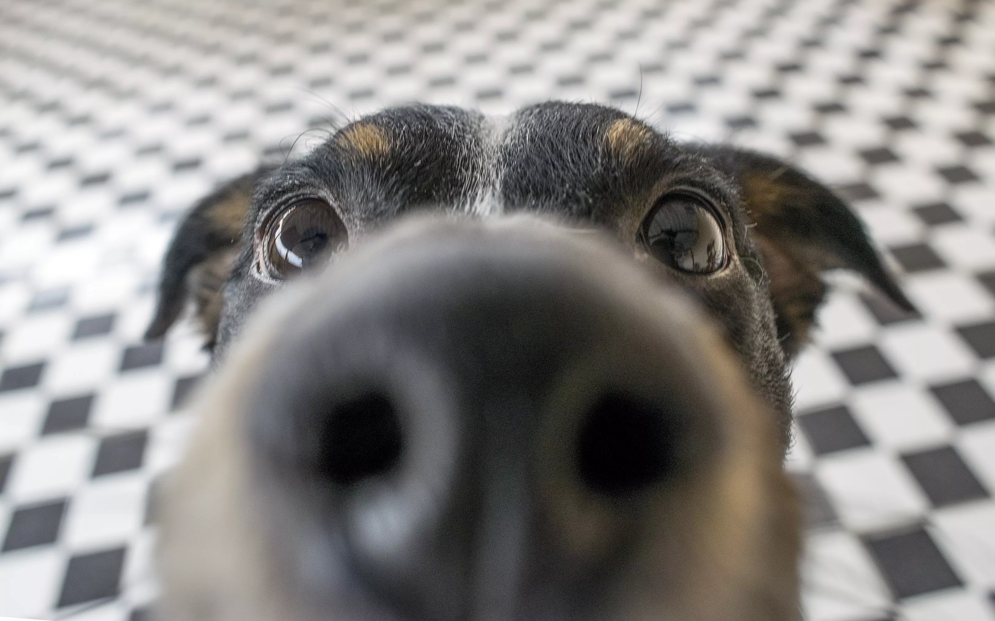 Dogs Are Better Behaved After Scent Training, Scientists Discover - Vimarsana News